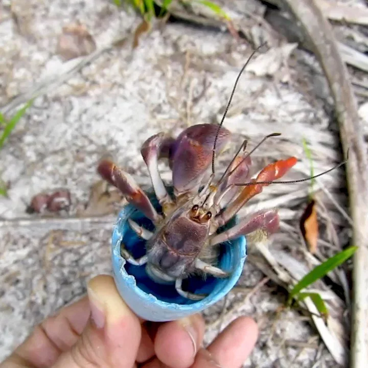 Hermit crabs are constantly growing, and move from home to home as they outgrow them. Typically, they find sea snail shells. Nowadays, they also find plastic caps. ⁠⠀
⁠⠀
Our plastic garbage does not go away. Animals must now learn how to survive in a world filled with our disposables, or they will be disposed of too. Let's make a commitment to reduce and reuse, otherwise we will destroy.⁠⠀
⁠⠀
For the love of the ocean and all that connects us.⁠ 🌊⁠⠀
⁠ #plasticfreejuly #savetheplanet #marinelitter #plasticpollution #hermitcrab #washedupproject