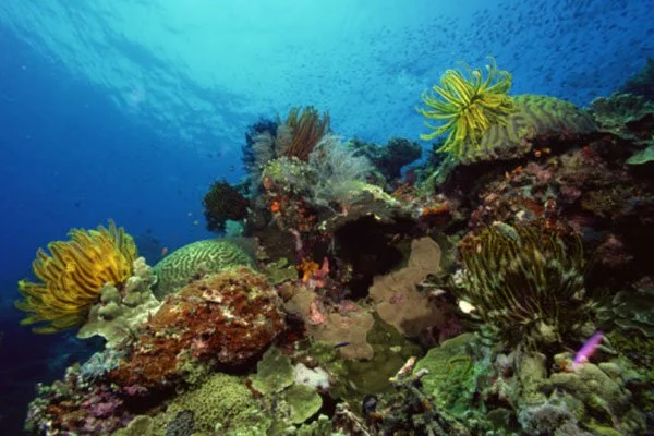 Seabed mining – government announces select committee inquiry