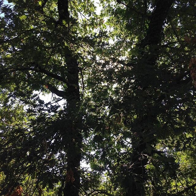 Un peu de fraîcheur dans votre journée ? 😎
QUATUOR IMPACT & Carol Robinson
🌲Forest Gazing à Radio France🌳
Aujourd'hui :
III. Shadow Dancing
Dans la toile de lumière qui scintille à travers les arbres feuillu