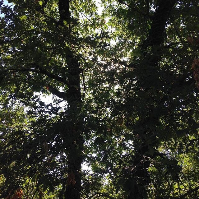 Un peu de fra&icirc;cheur dans votre journ&eacute;e ? 😎

QUATUOR IMPACT &amp; Carol Robinson
🌲Forest Gazing &agrave; Radio France🌳

Aujourd'hui :
III. Shadow Dancing
Dans la toile de lumi&egrave;re qui scintille &agrave; travers les arbres feuillu