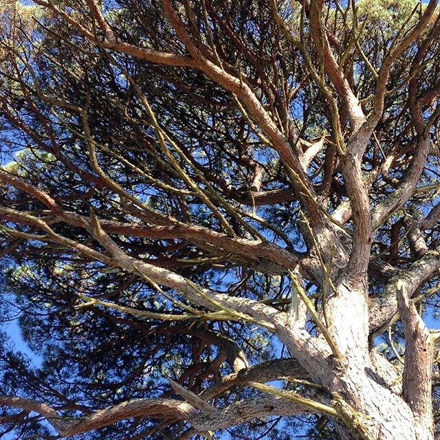 QUATUOR IMPACT & Carol Robinson
🌲Forest Gazing à Radio France🌳
Aujourd'hui :
IV. Ode
Un chant de révérence par les voix entrelacées.
Intertwining voices join in veneration. 🌲🌲🌲🌲🌲🌲🌲🌲🌲🌲🌲🌲🌲🌲🌲🌲🌲🌲 Dan