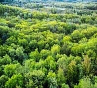 🌅 Prenez de l'hauteur avec 
QUATUOR IMPACT &amp; Carol Robinson
🌲Forest Gazing &agrave; Radio France🌳

Aujourd'hui :
V. From Above 
M&ecirc;me en planant bien au-dessus de la canop&eacute;e des arbres, on ressent la vie qui remue en dessous.

Even