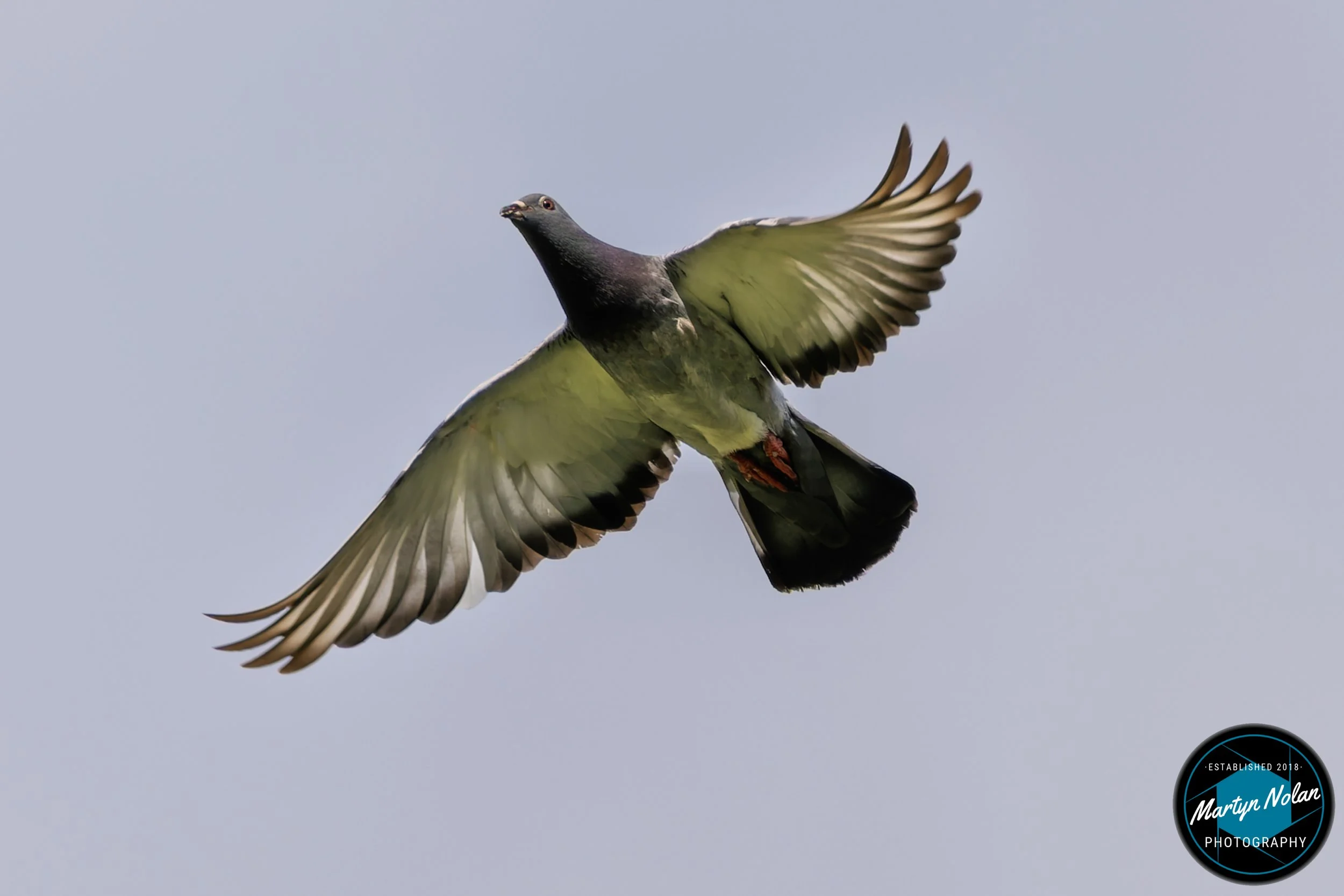 DSC_1064-DxO_DeepPRIME 3.jpg