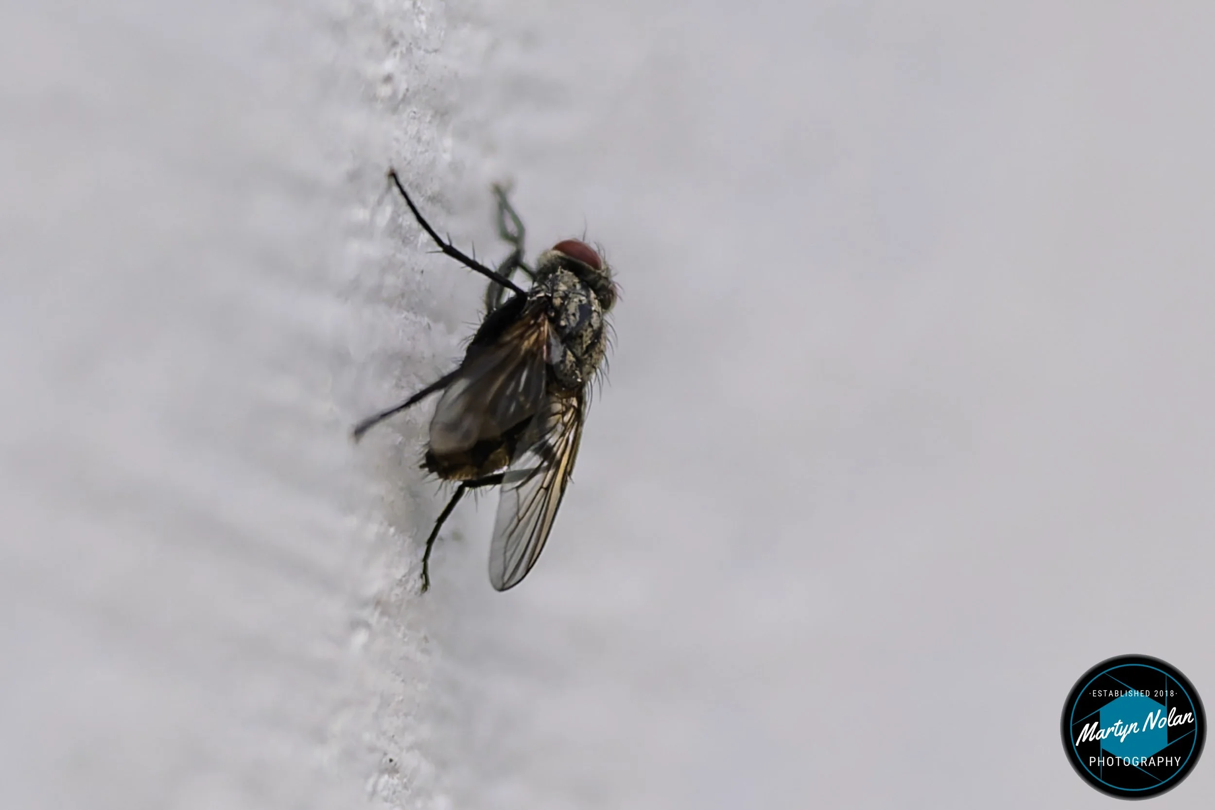 DSC_1282-DxO_DeepPRIME 3.jpg