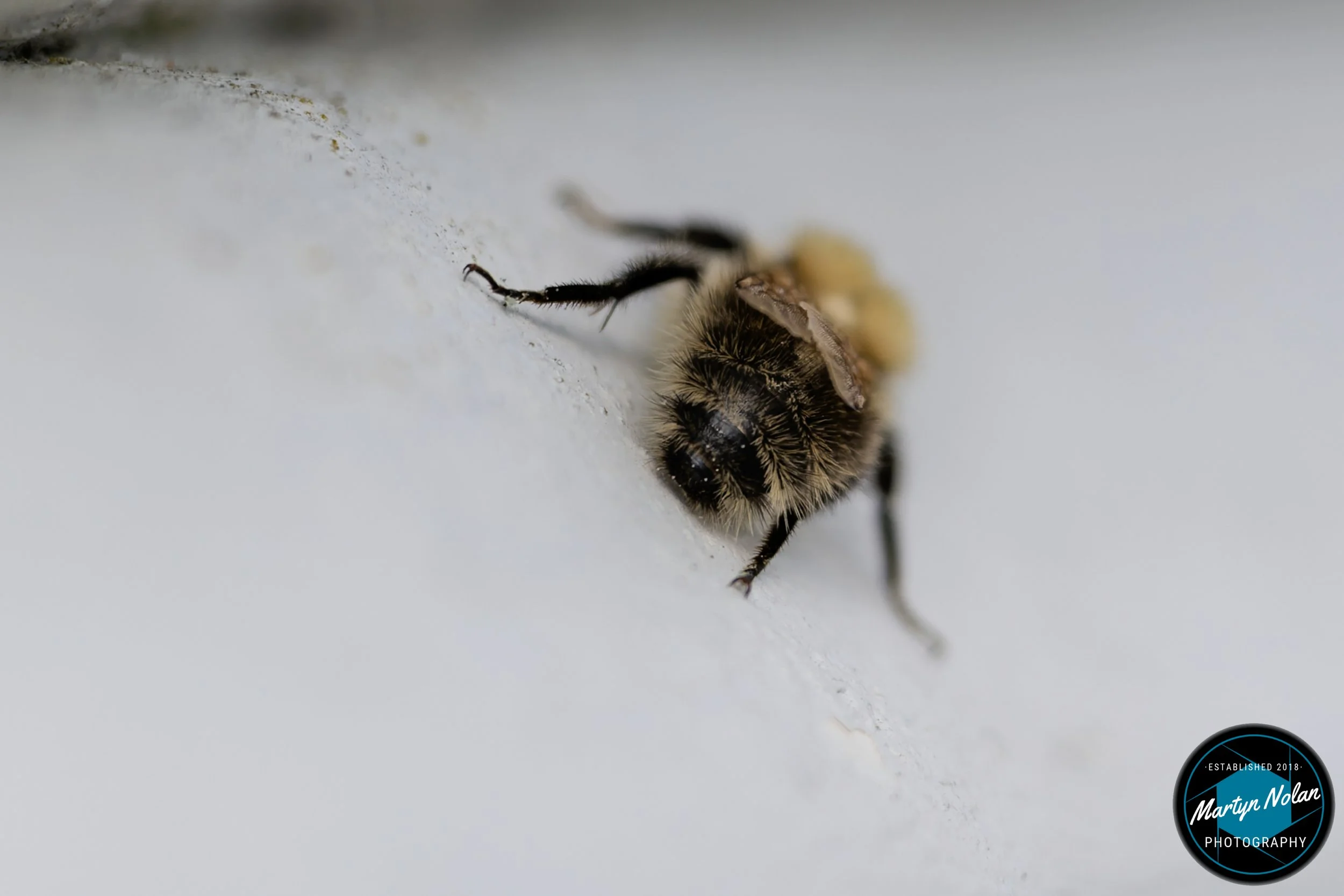 DSC_1271-DxO_DeepPRIME 3.jpg