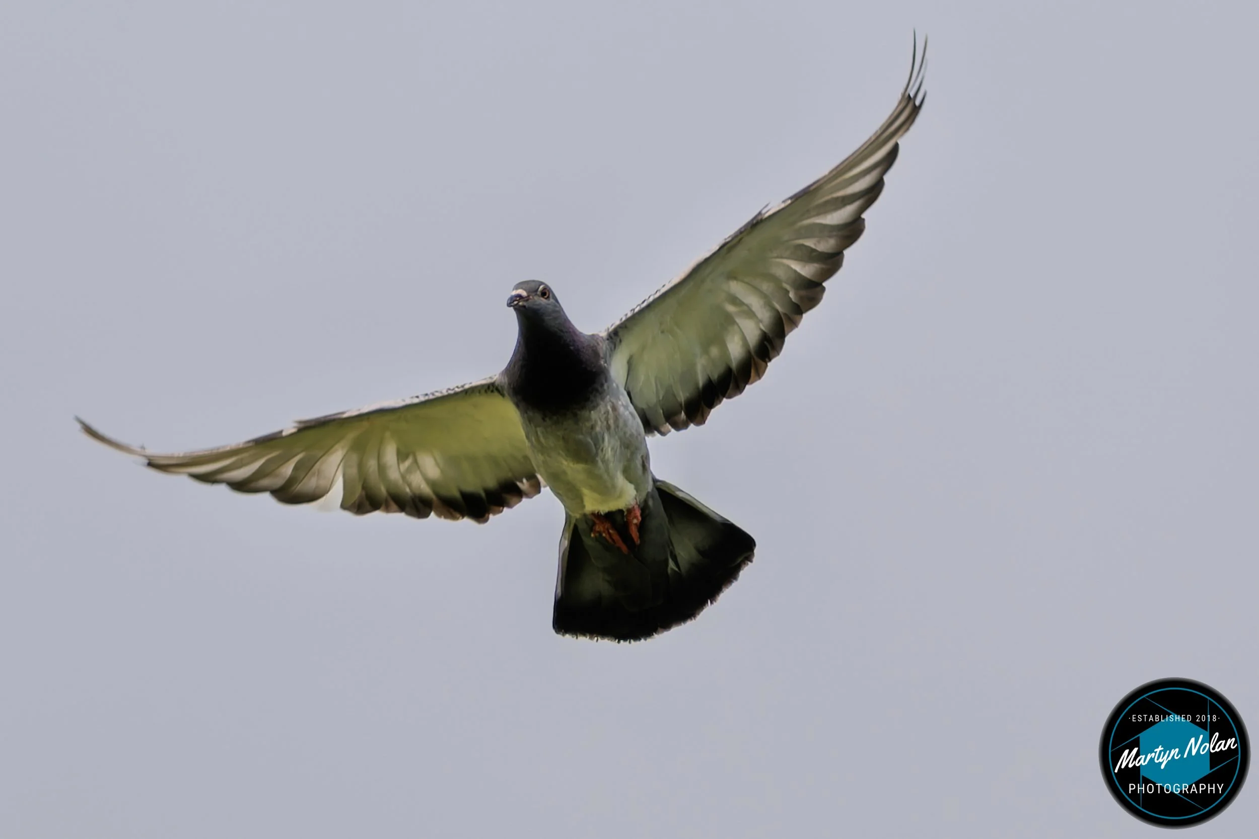 DSC_1052-DxO_DeepPRIME 3.jpg