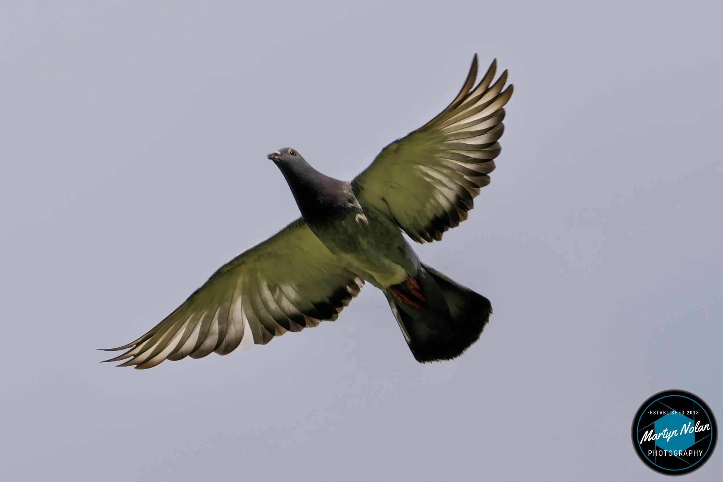 DSC_1067-DxO_DeepPRIME 3.jpg