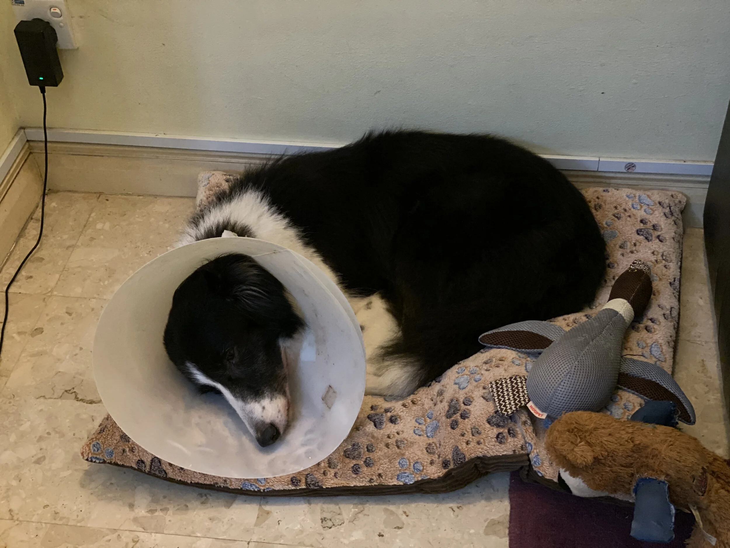 Max’s First Surgery (Update)