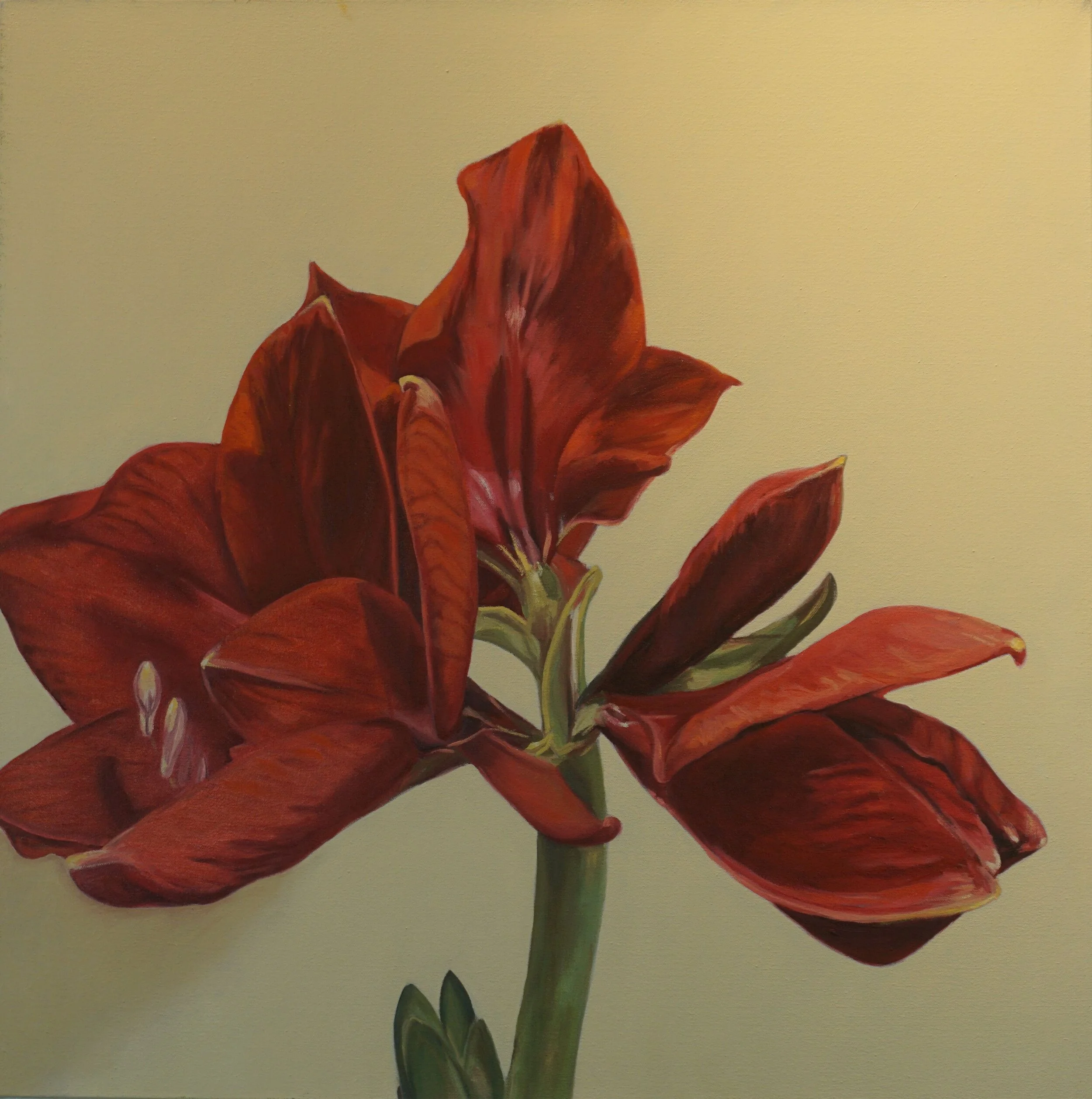 RedAmaryllis - Copy.jpg