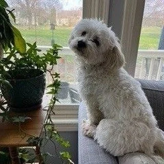 My dog Coco is my constant companion when I'm writing. She's never far off, usually cuddled against me if there's space in my chair or next to me on the couch. She's one of my compassionate nurturers. ⁠
⁠
Creating an internal sense of safeness is imp