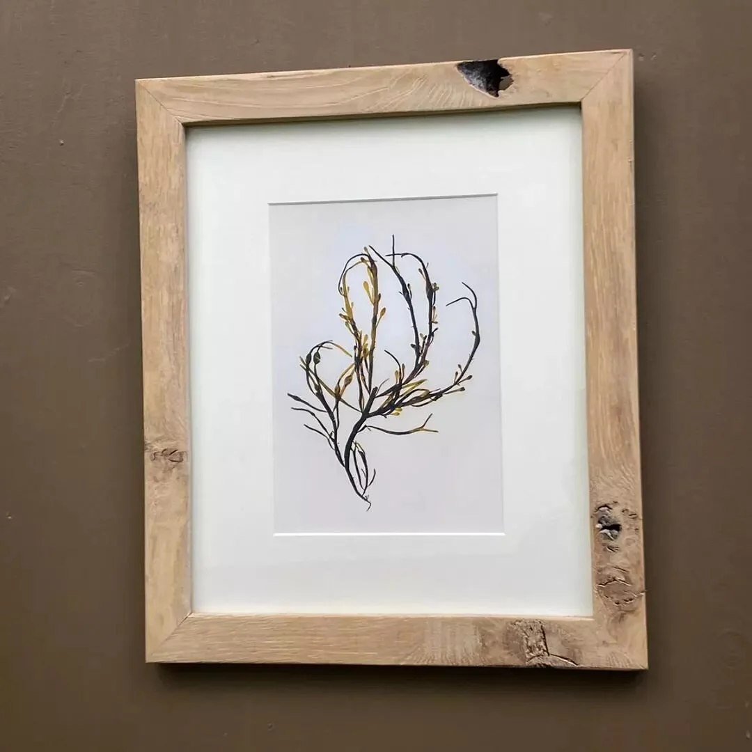 Seaweed print in an Oak Picture Frame, available on my website. 

#home #interiordesign #seaside #hampshire #haylingisland #decor #homedecor #seaweedpressings #coastal #driftwood #pictureframes #gifts #shopping #seaweed #beach #rusticdecor #rusticpic