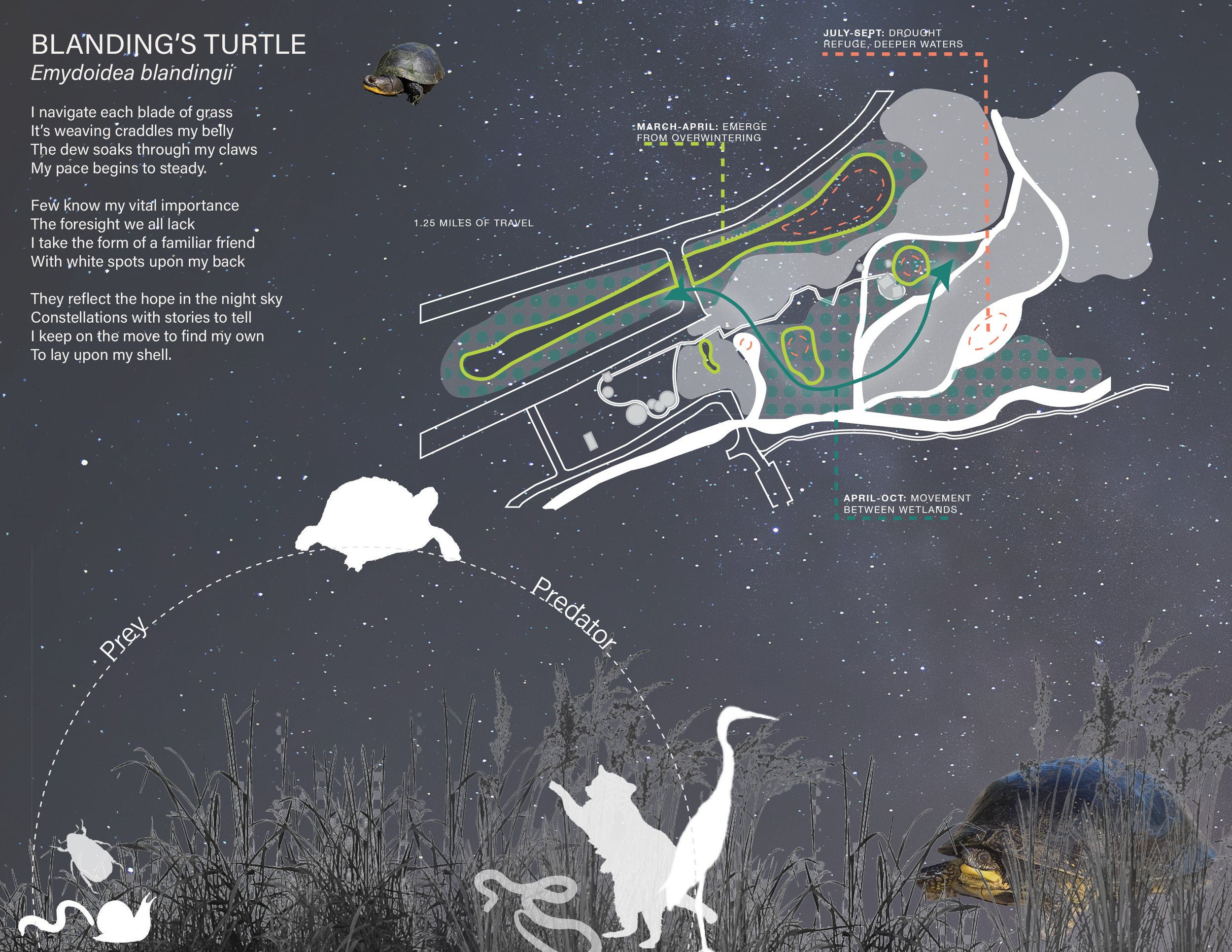 Student Award_Consequential Habitat_IMG_HR_Turtle Profile.jpg