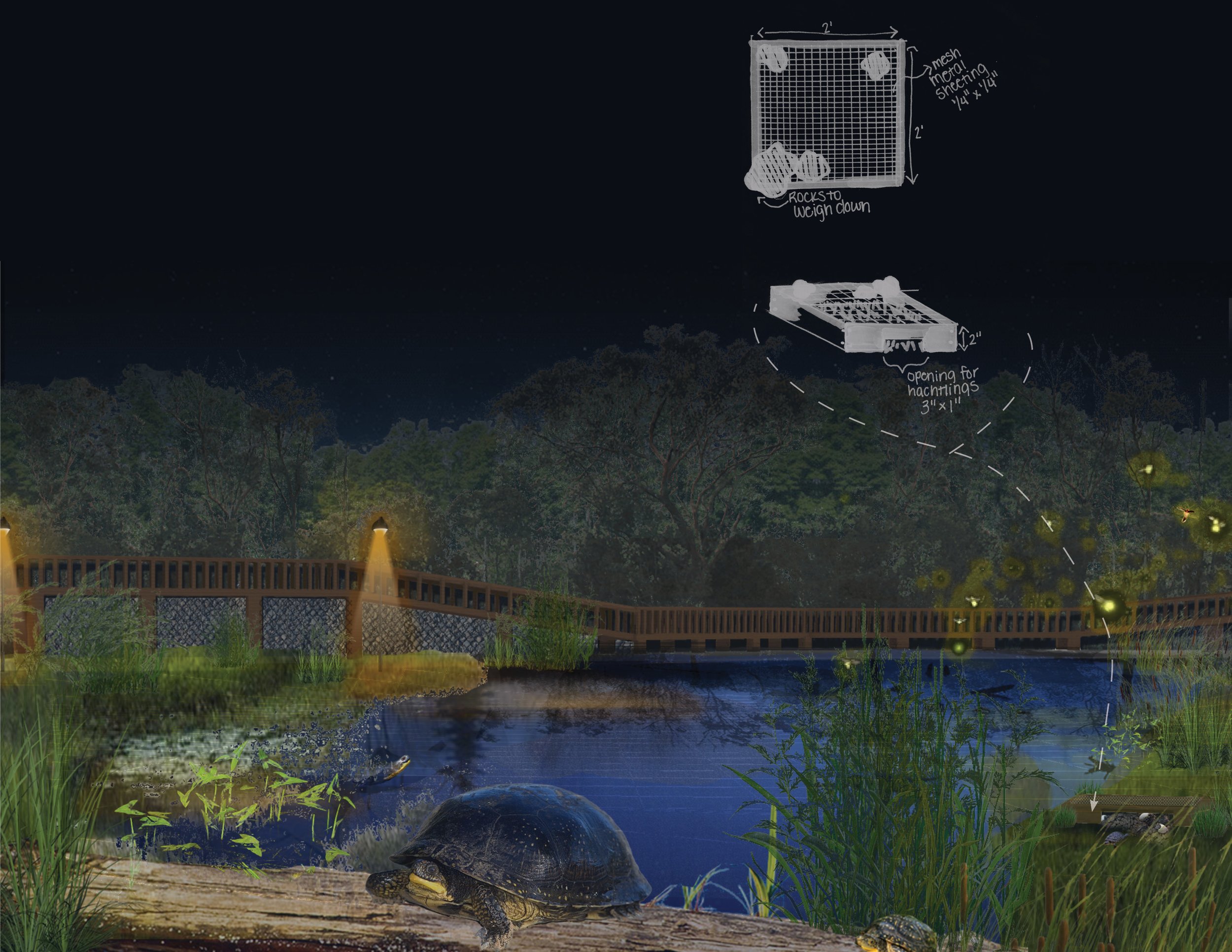 Student Award_Consequential Habitat_IMG_HR_Turtles.jpg