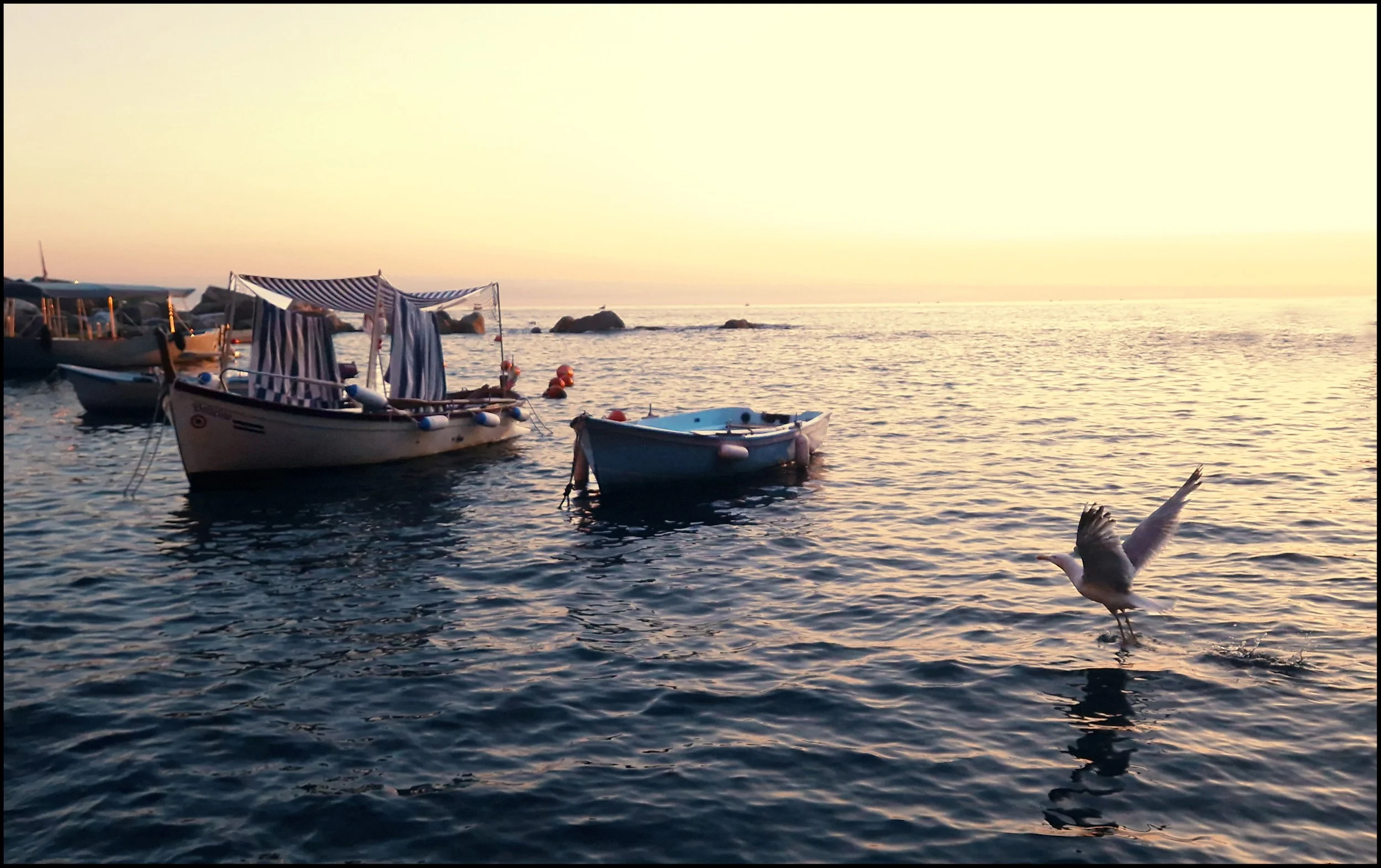 SeagullRiomaggiore_KimberleyLauraWalker_Framed.jpg