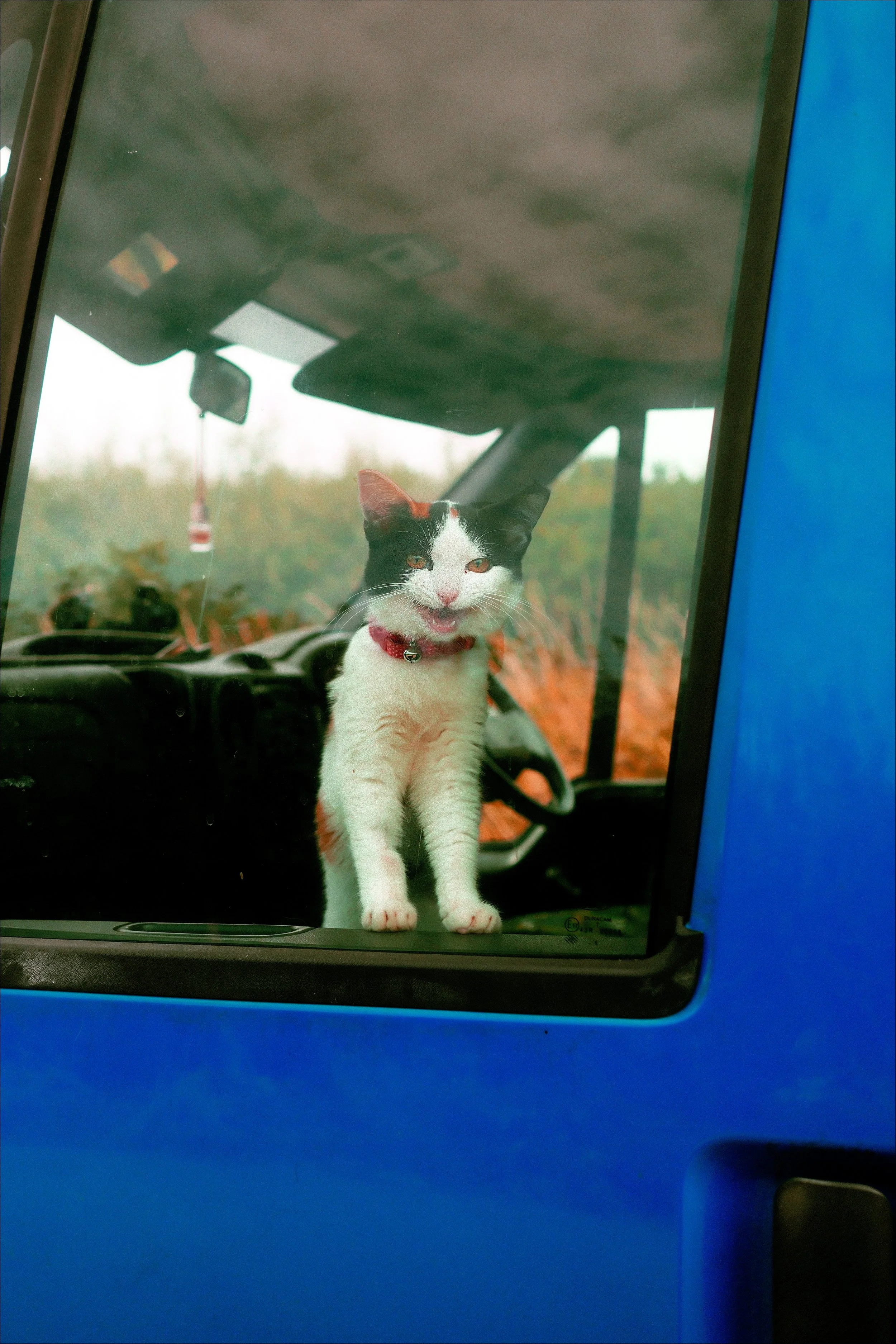 CampervanCat_KimberleyLauraWalker.jpg