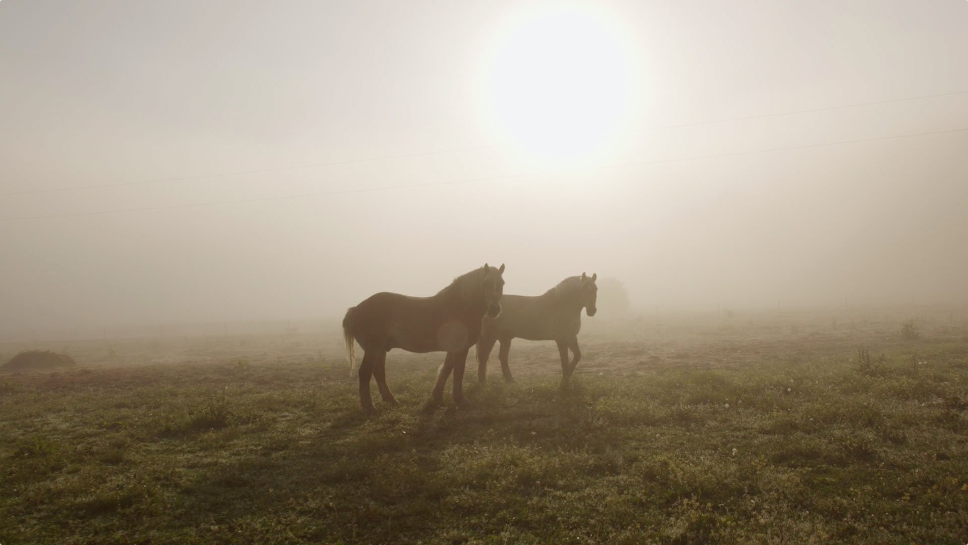 Wendell's Horses.jpg
