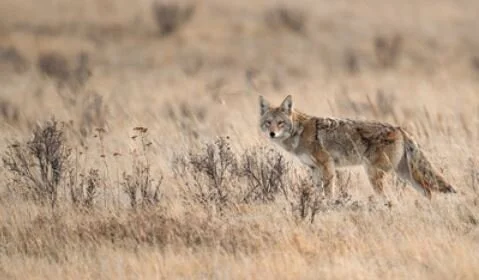 Walk with Coyote
