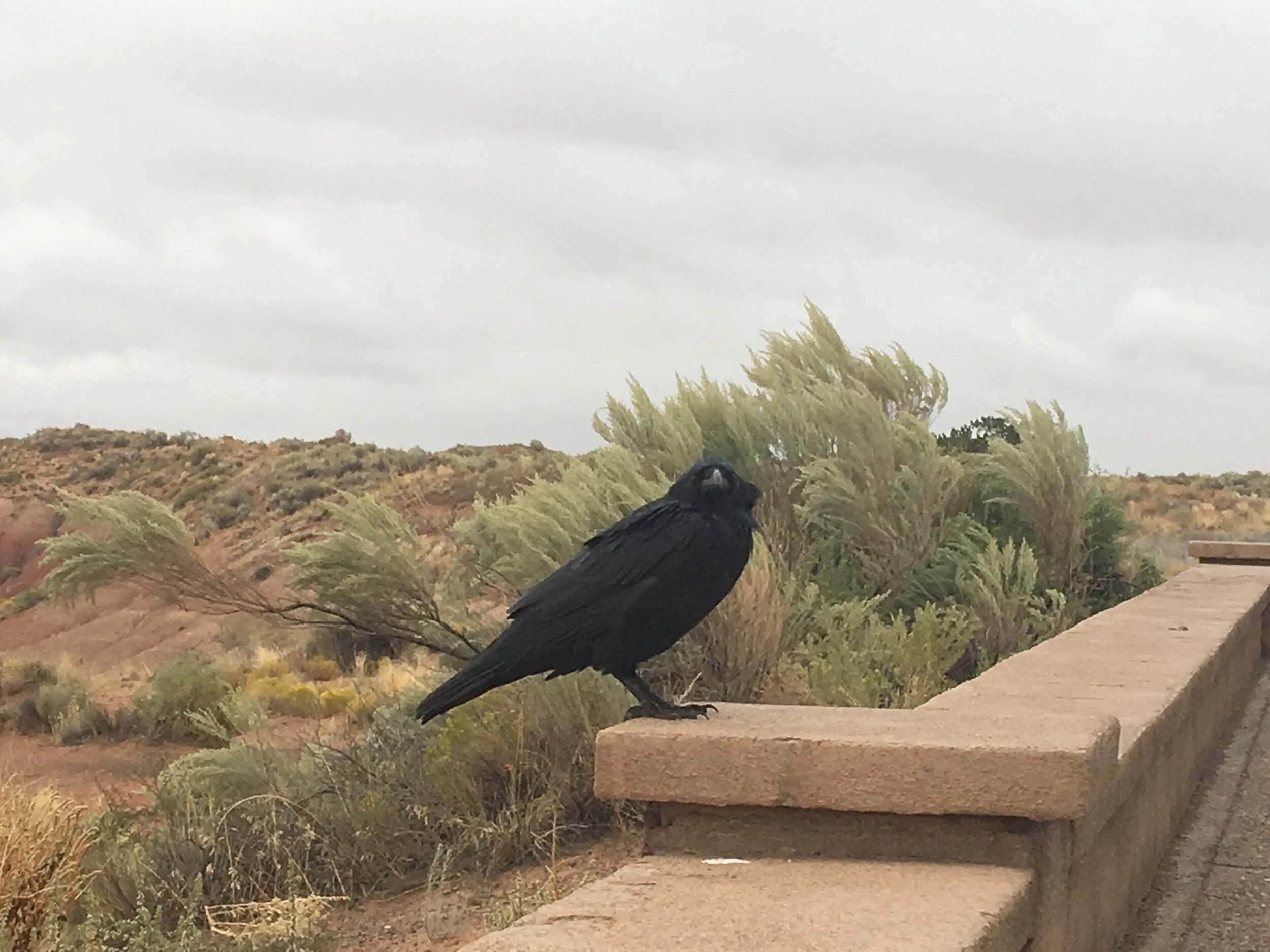 Raven Mystery....the Judge and Victim voices that try and pull you from your path!