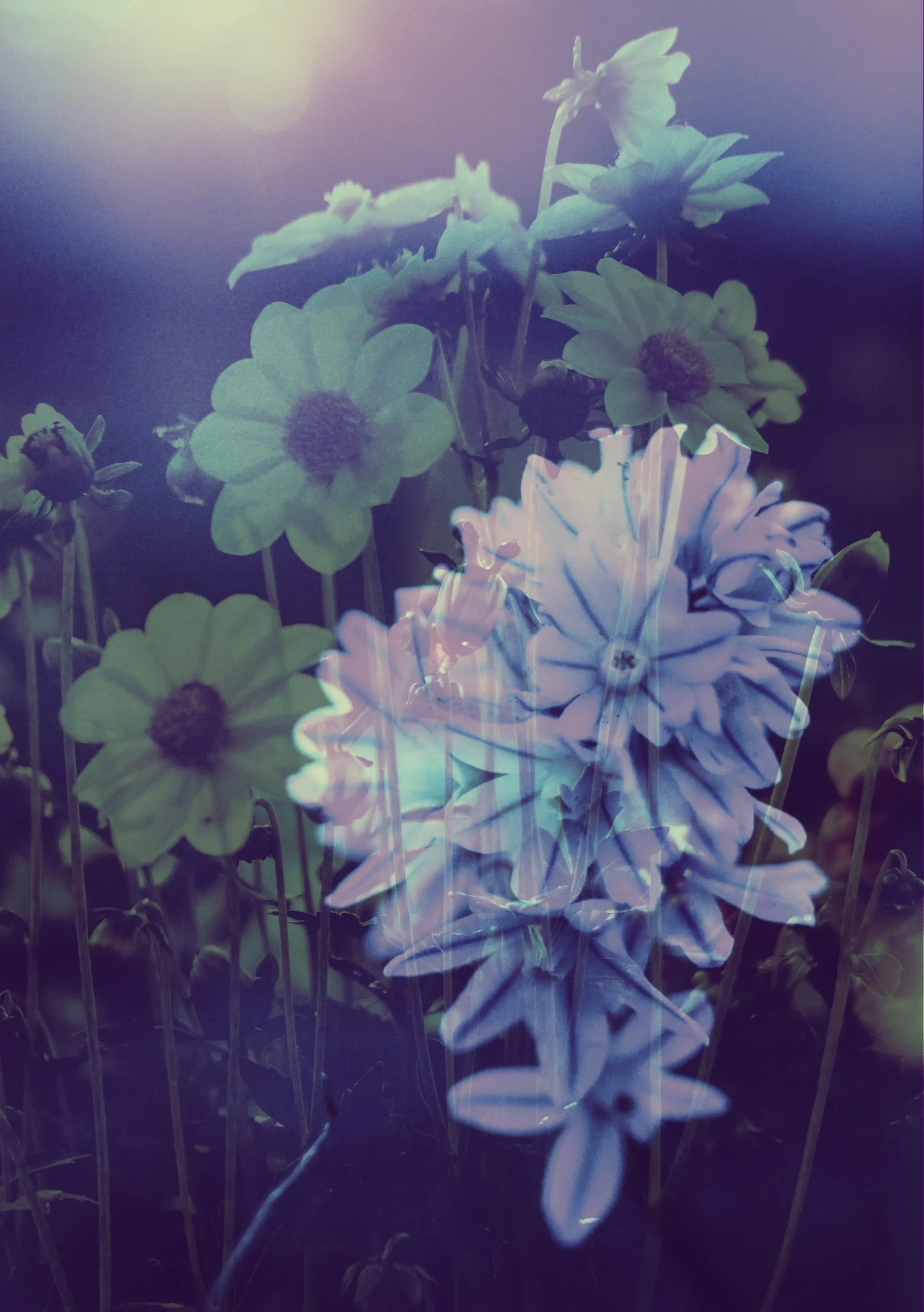 online counselling: abstract image of purple flowers