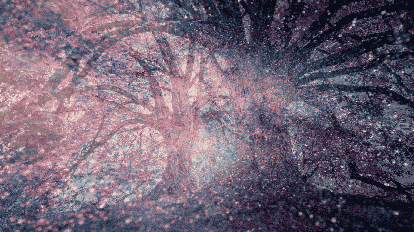 Connect with trees: forest bathing &amp; tree meditation