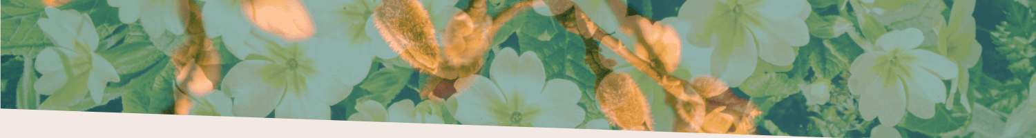 an abstract image of yellow flowers and green leaves used as a spacer