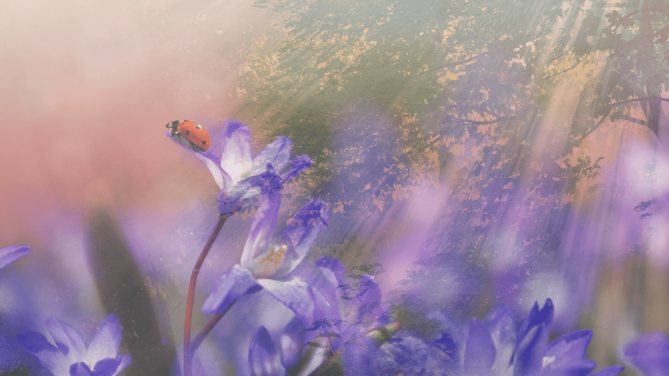 wheel of the year a ladybird on a purple flower