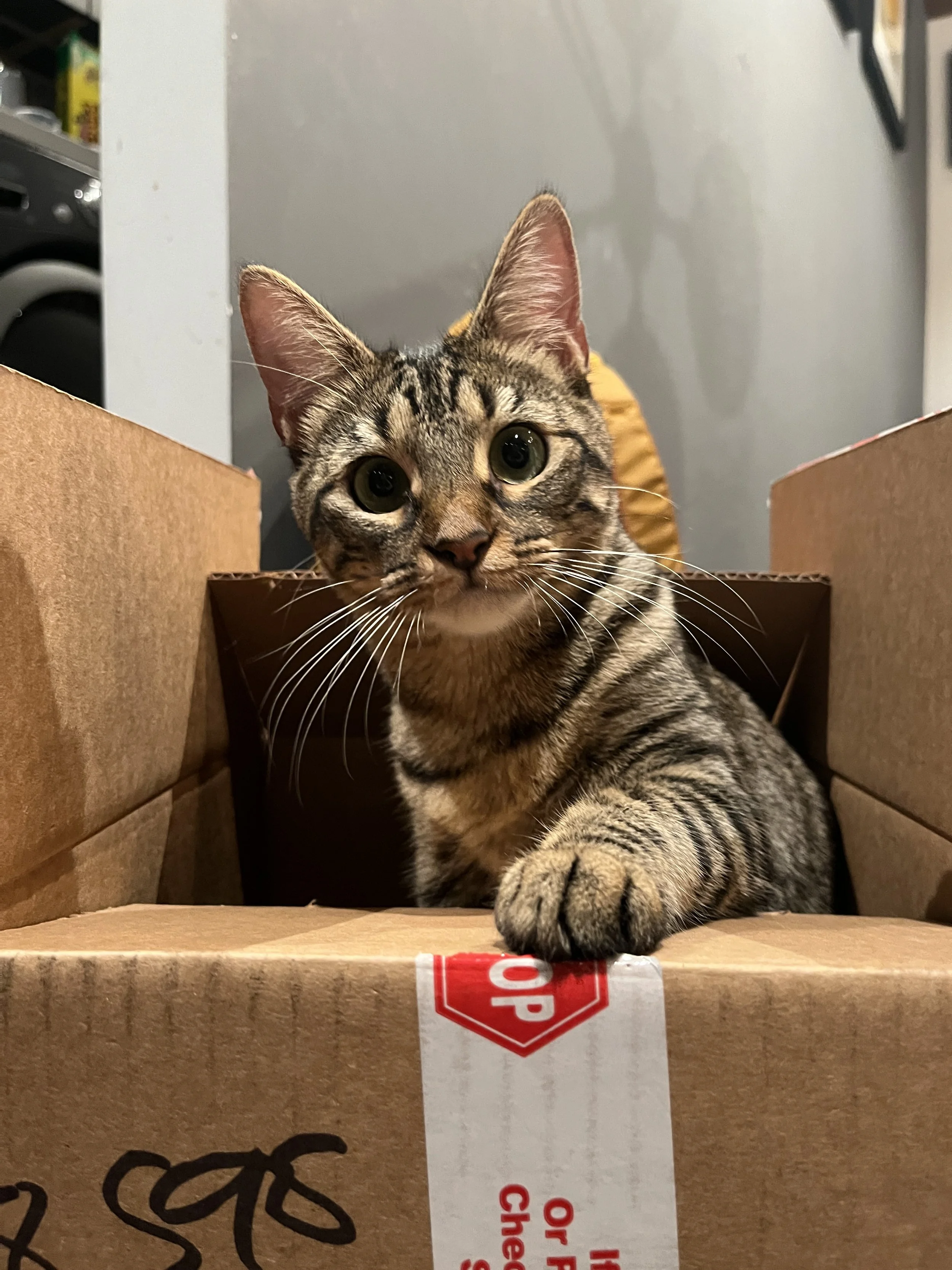 An inquisitive brown tabby cat sitting in a cardboard box with one paw on the flap