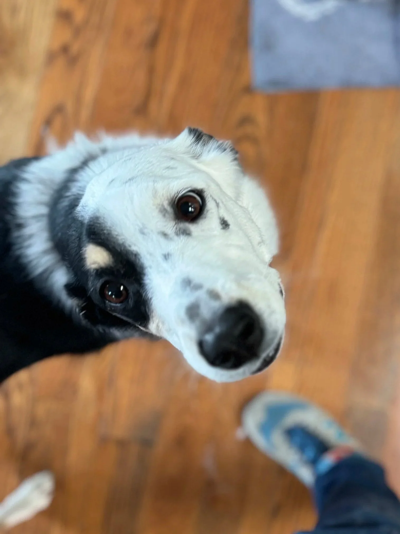 Close up photo of a mixed breed dog looking up. It has a white face with a black patch around it's right eye.