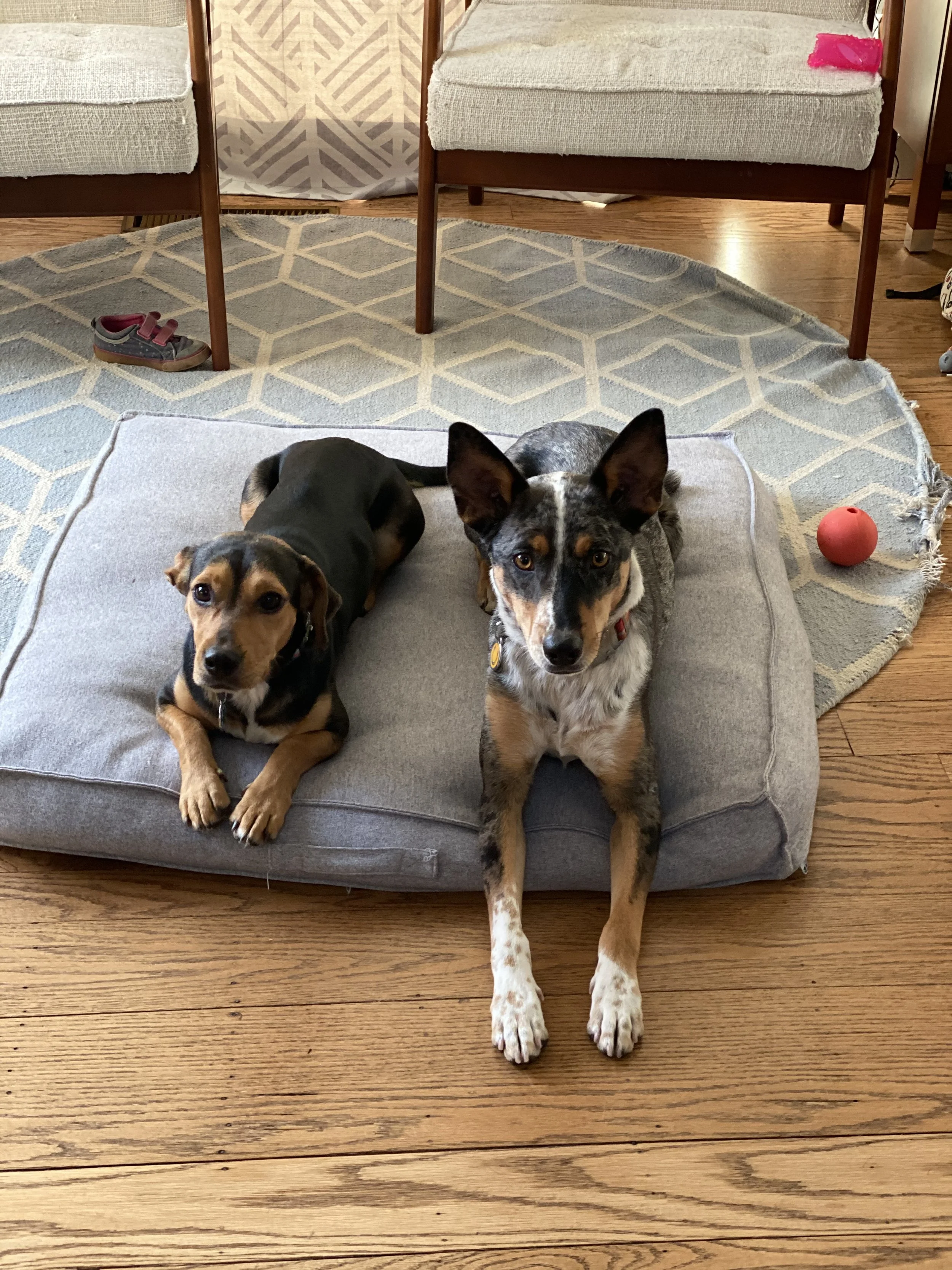 Two mixed breed dogs laying on a gray dog bed together looking at the camera. A small red ball is on the floor to the right of the bed