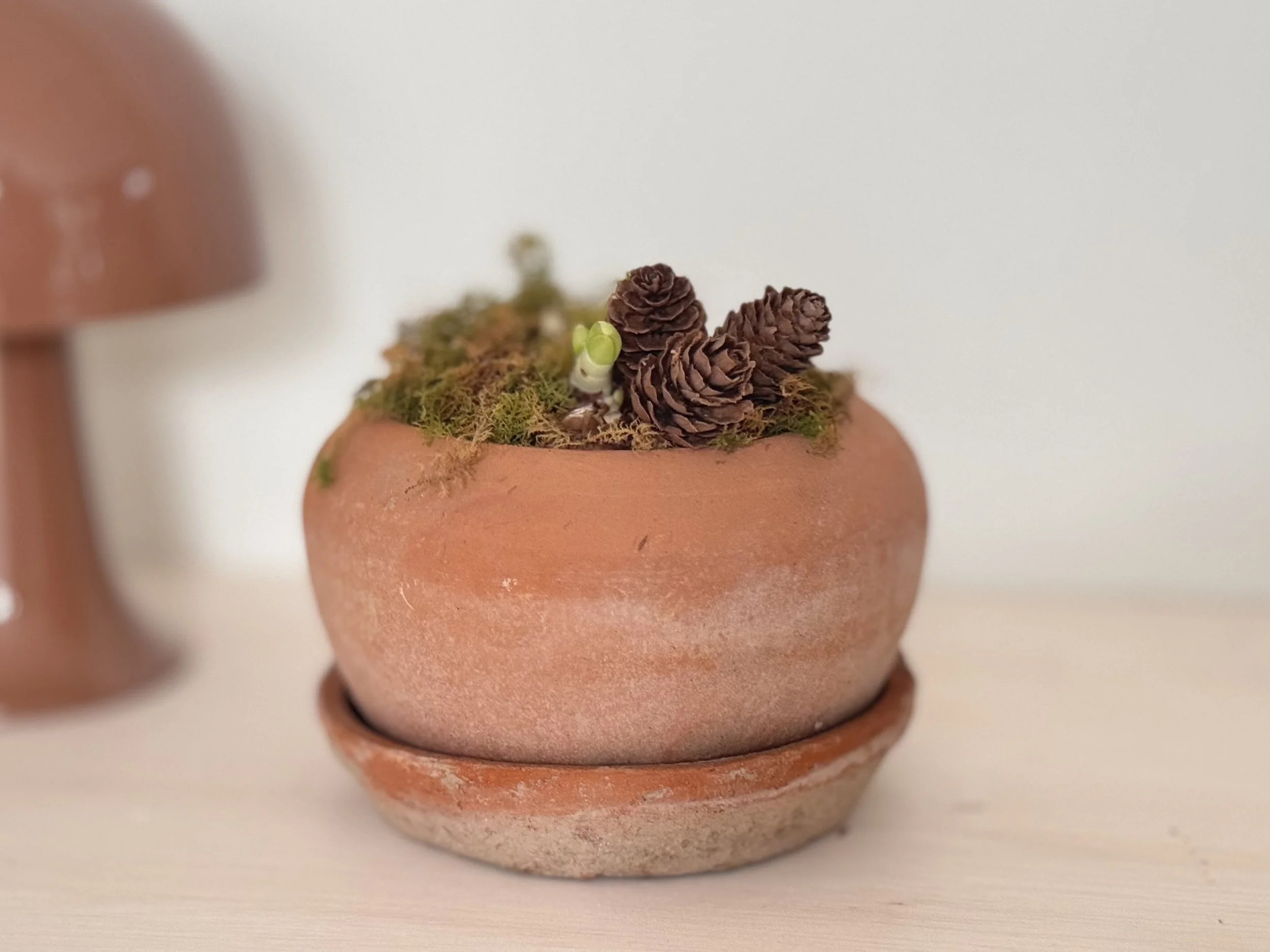 Holiday Paperwhites in Terracotta Planter