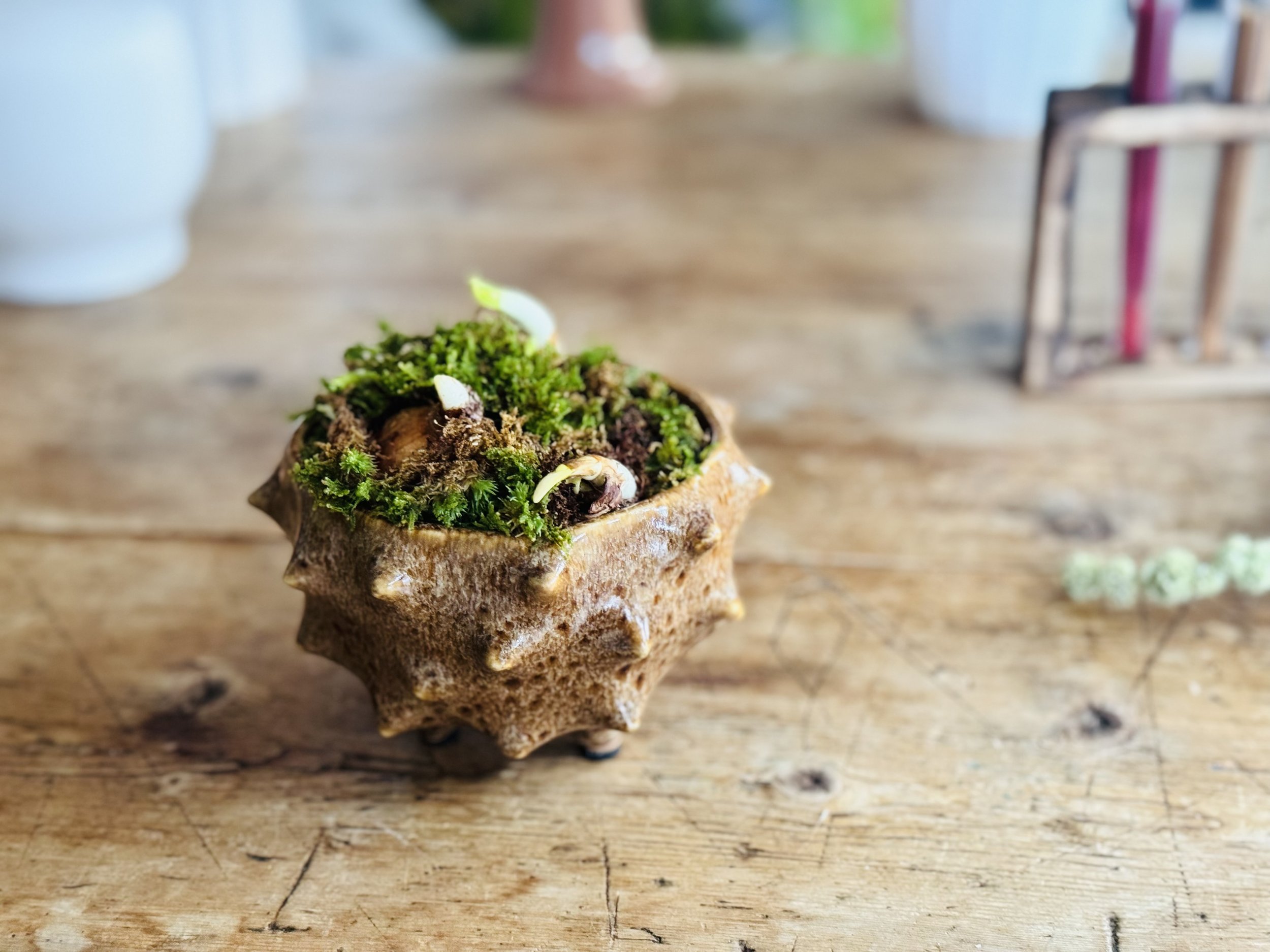 Holiday Paperwhites in ceramic Abigail Ahern vase.jpg