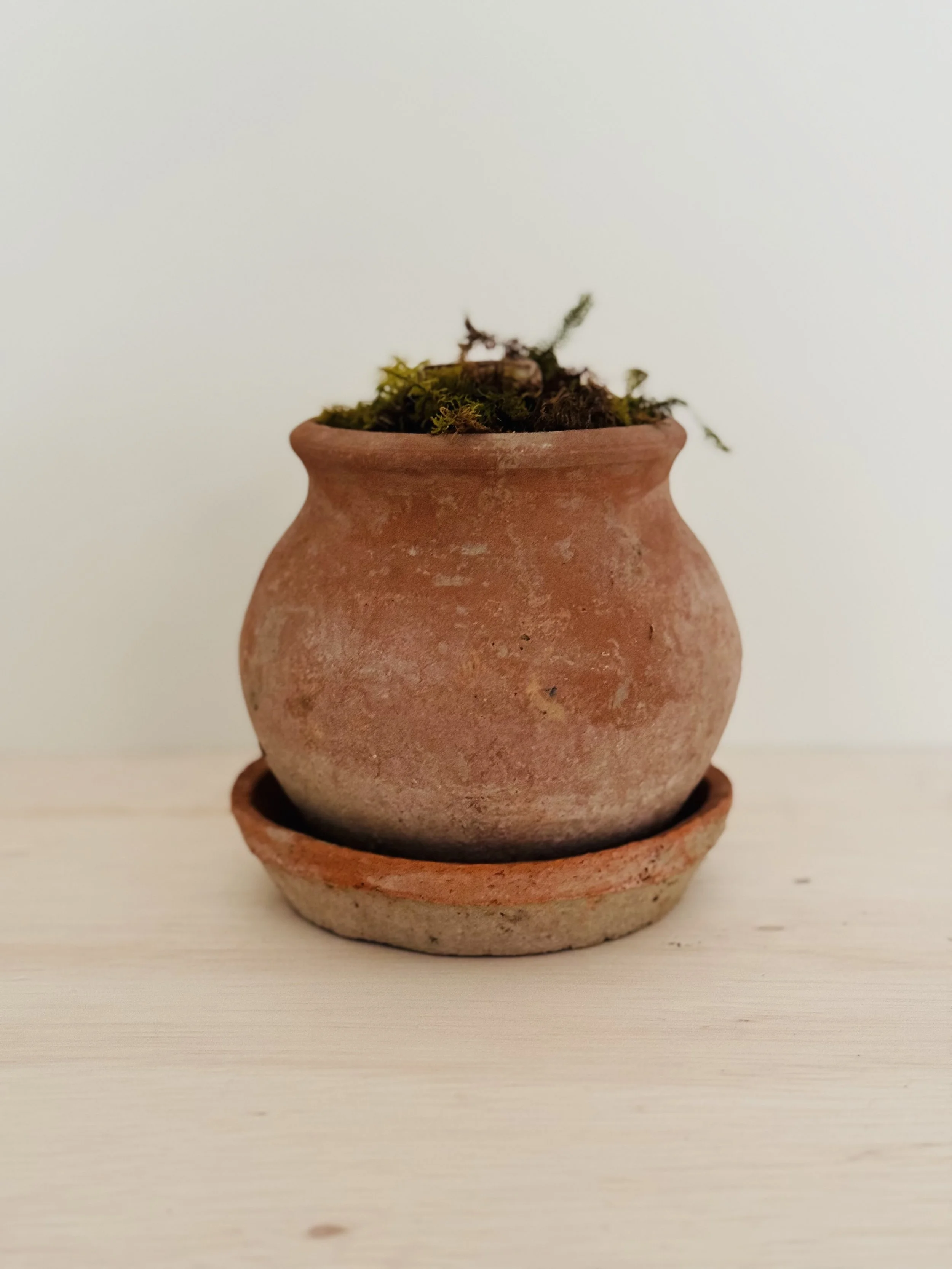 Potted Amaryllis Bulb in short terracotta planter detail .jpg