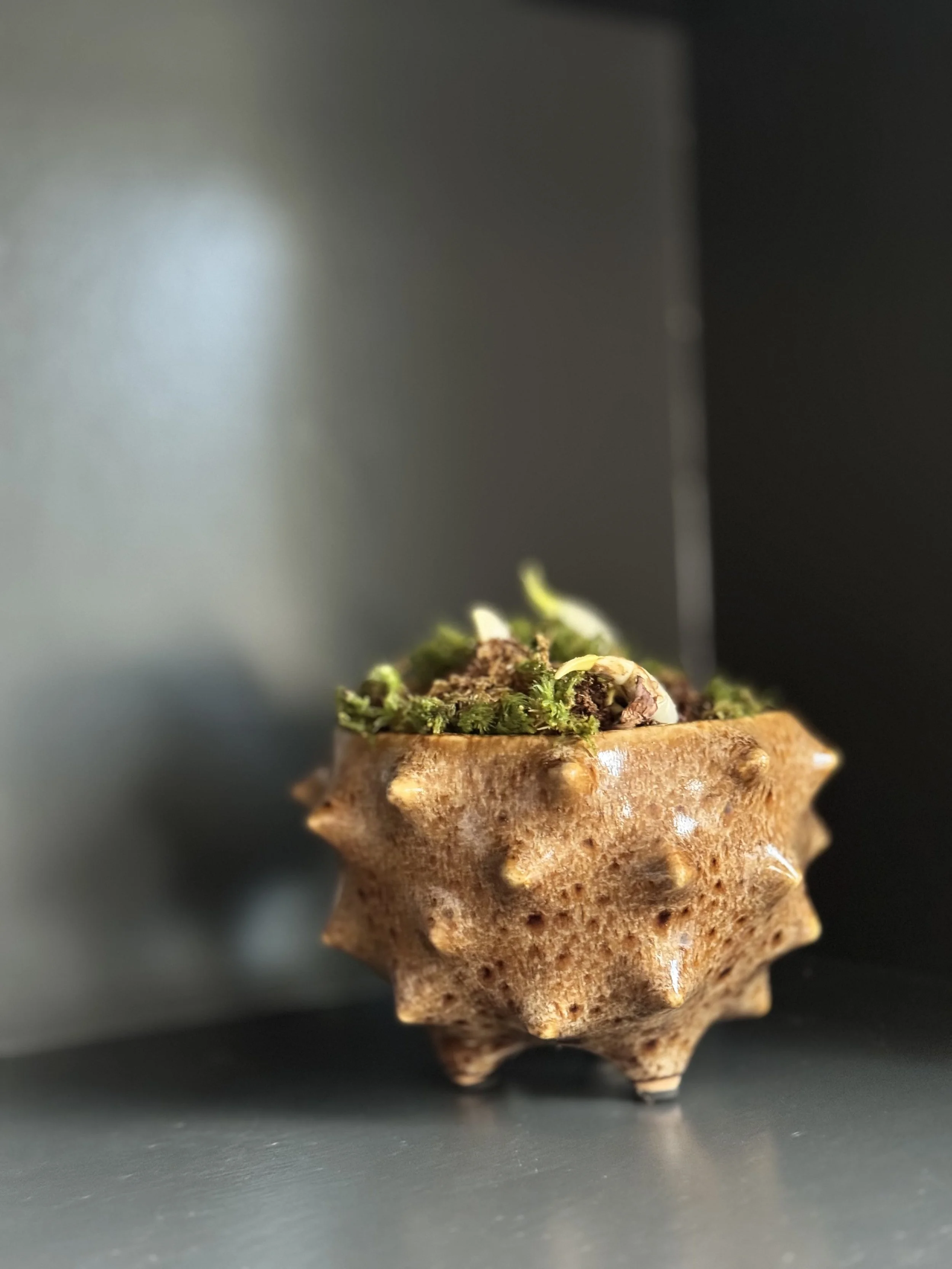 Holiay Paperwhites in Abigail Ahern Vase .jpg