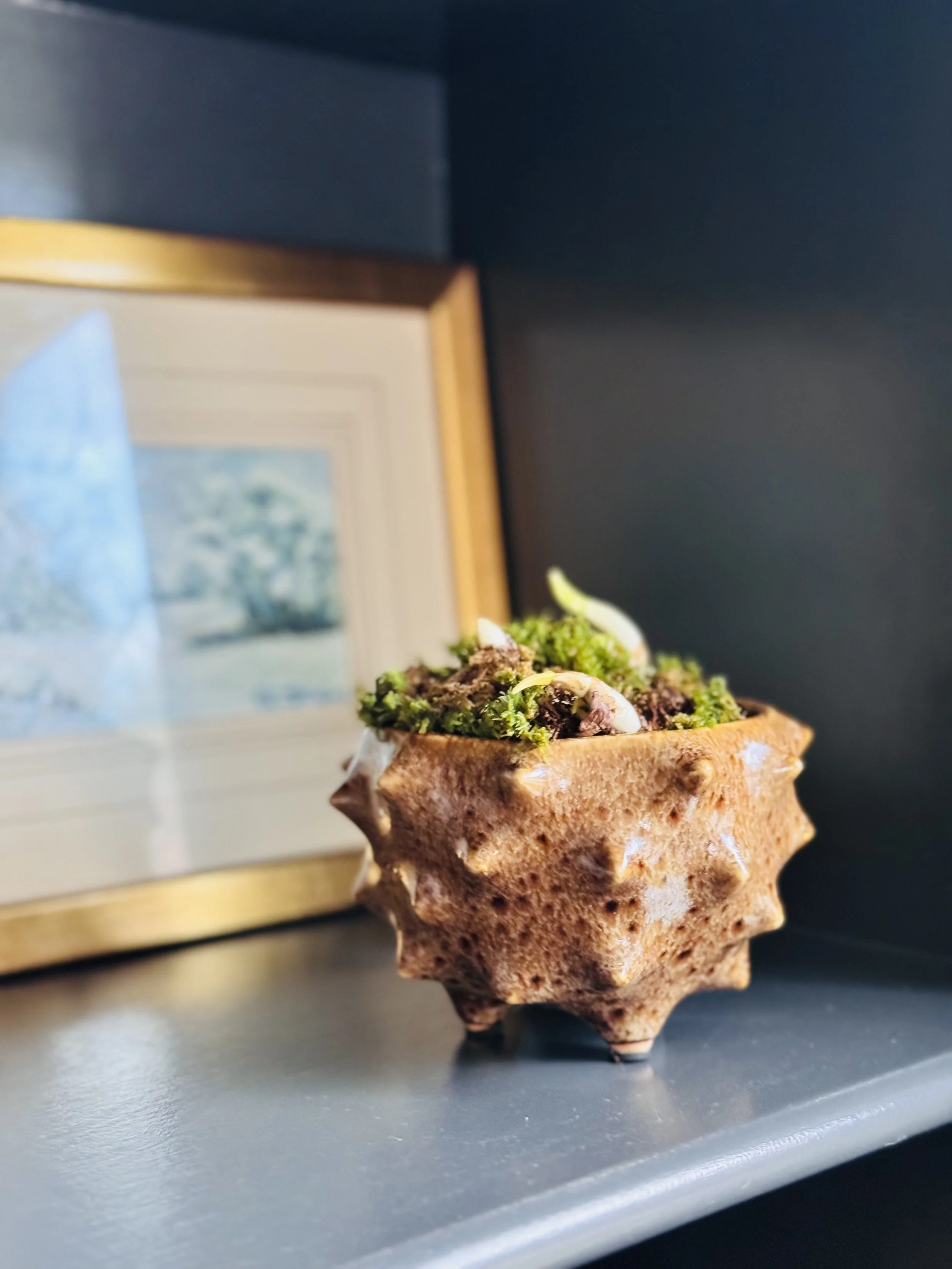 Holiday Paperwhites in Urchin ceramic vase on shelf.jpg