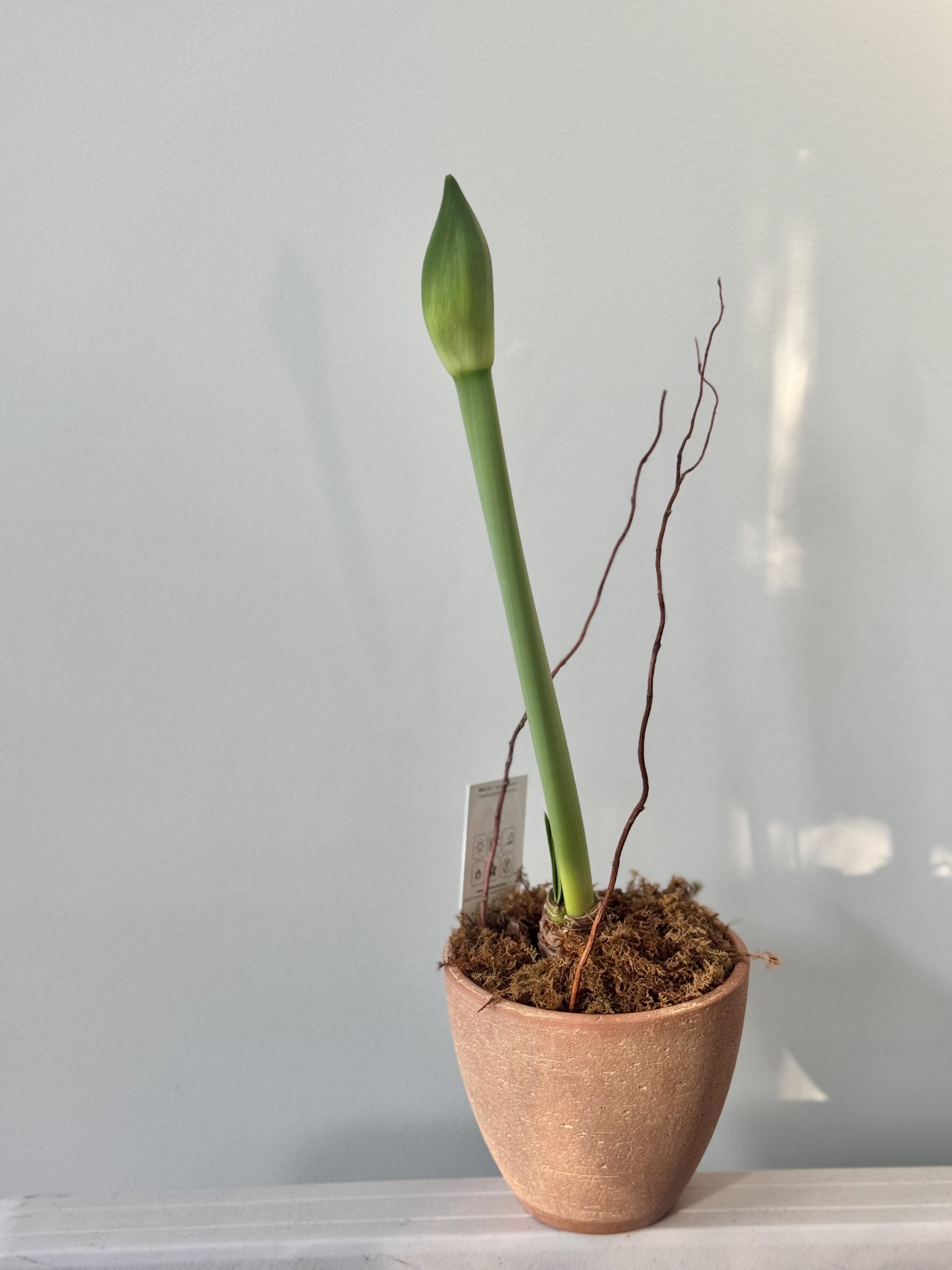 Potted Amaryllis in terra cotta vase .jpg
