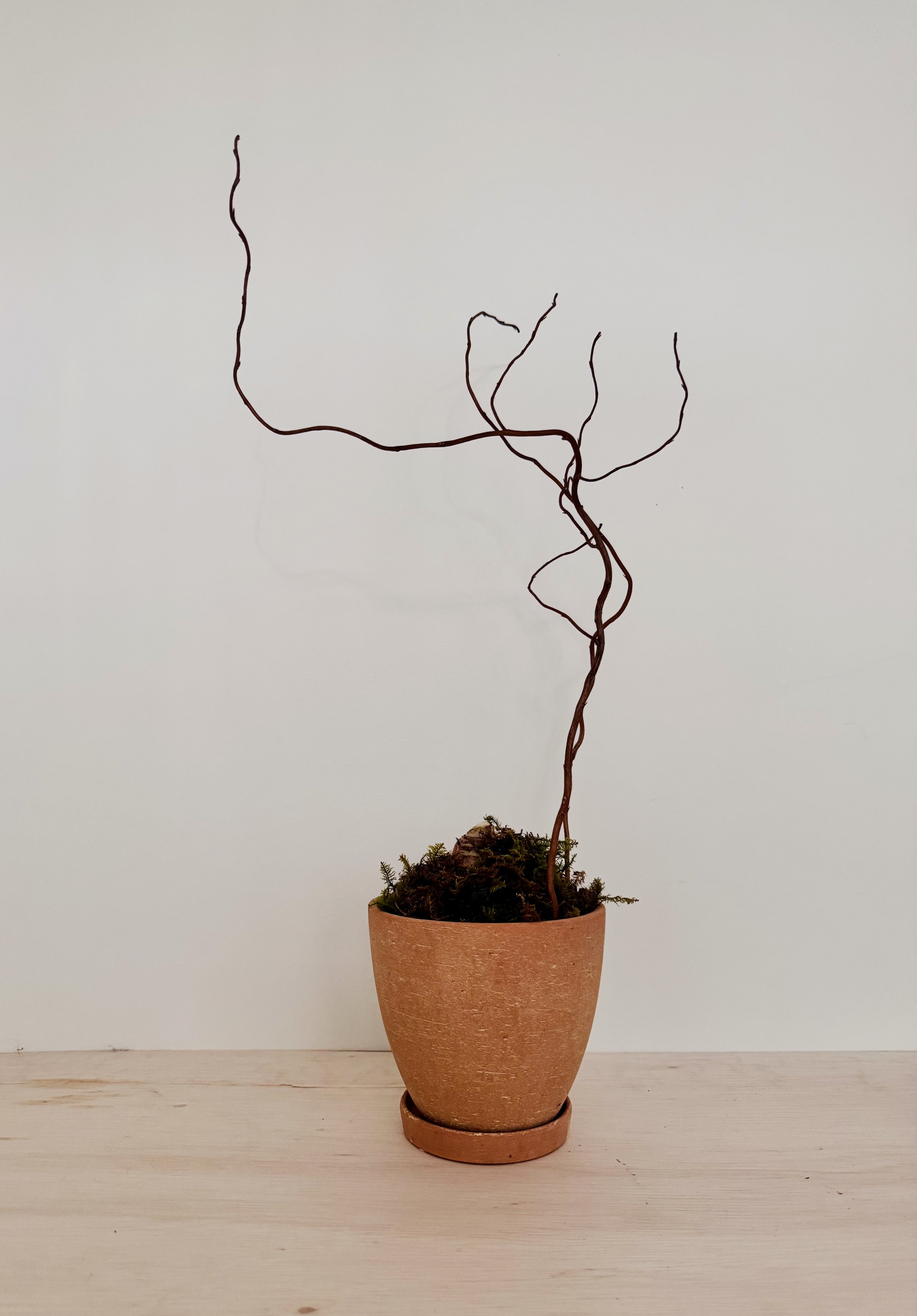 Potted Amaryllis Bulb in tall terracotta planter.jpg