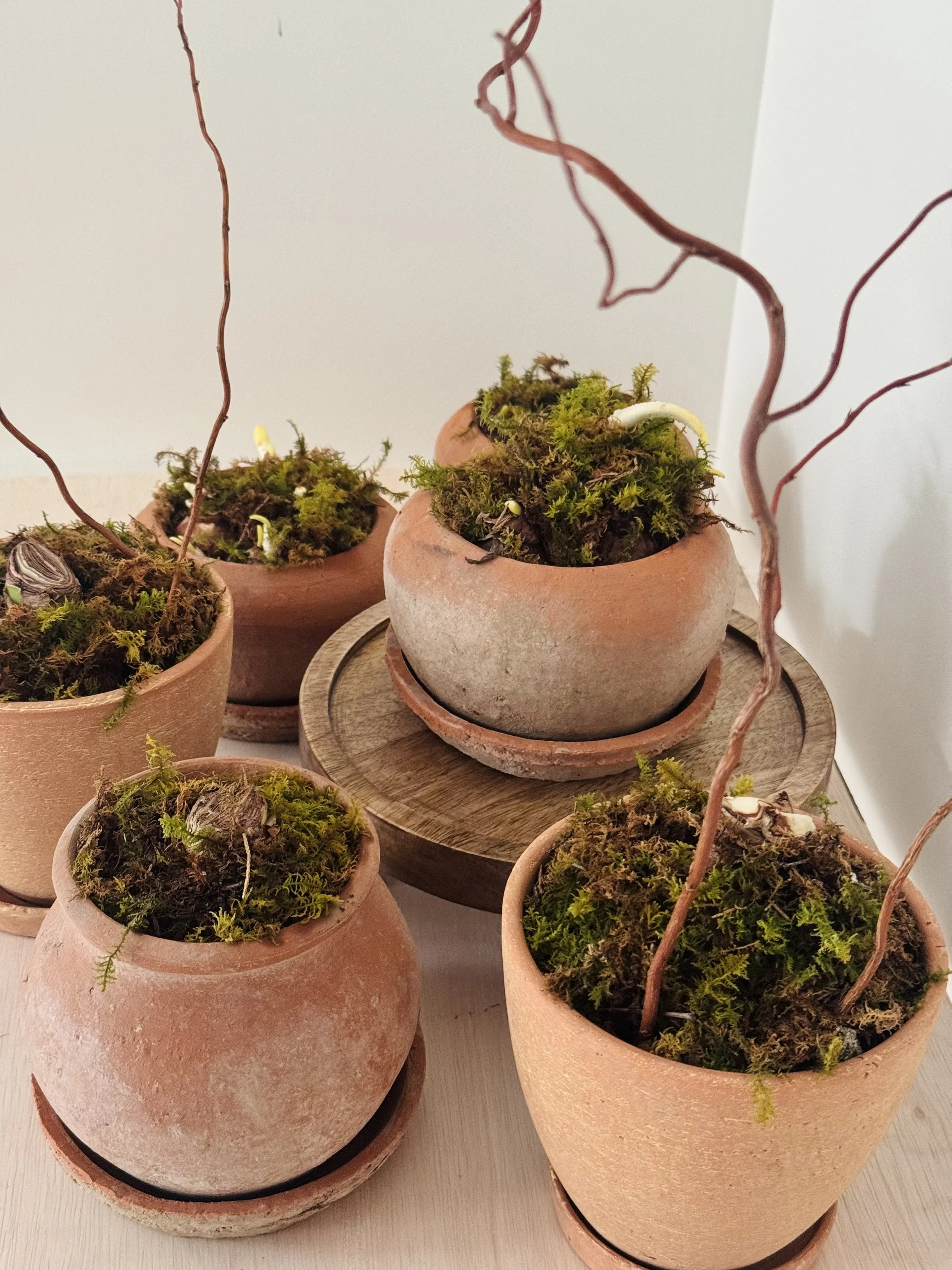 Paperwhite Flowers Planted Pots Grouped .jpg (Copy)