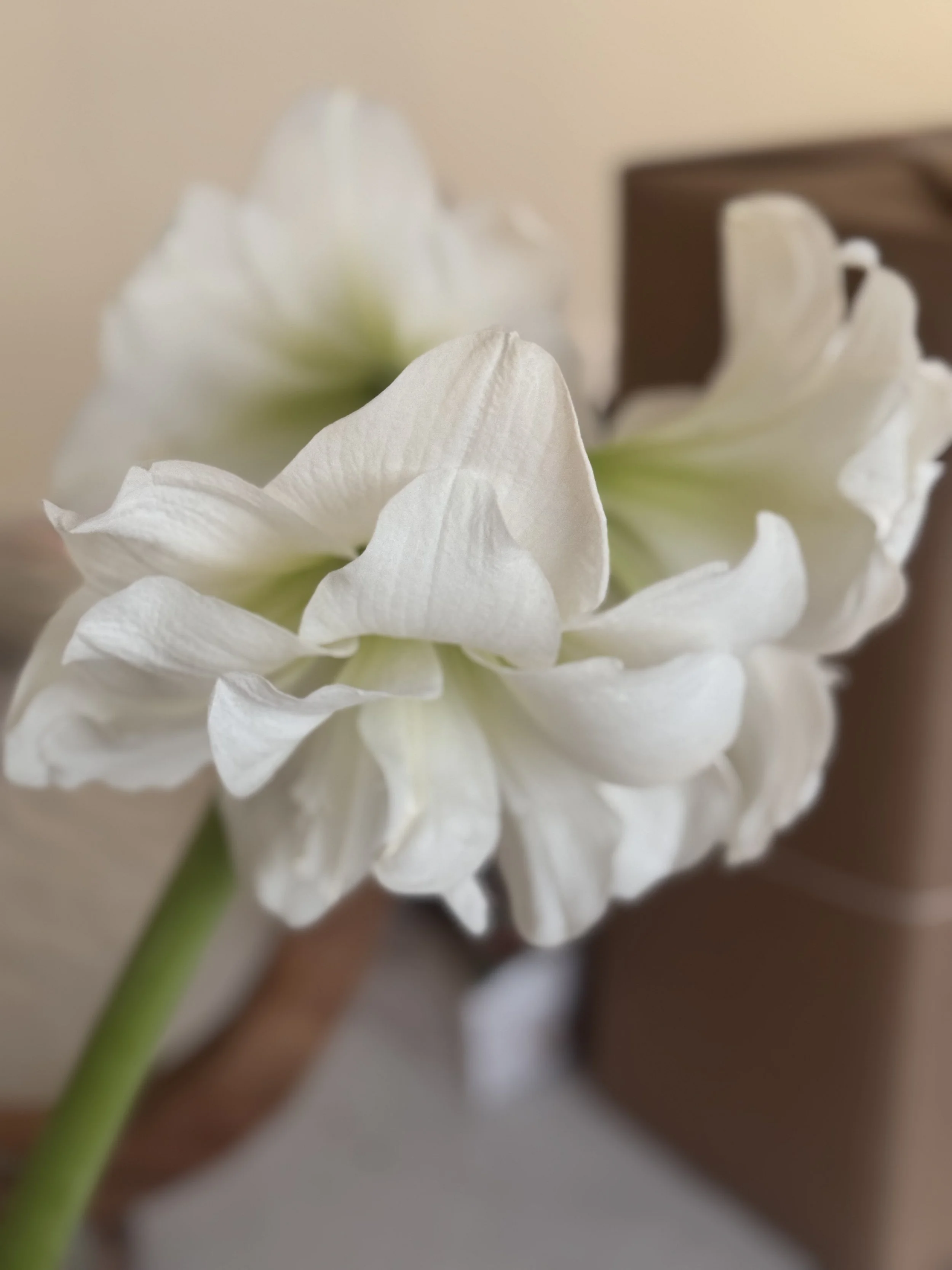 White Amaryllis detail.jpg