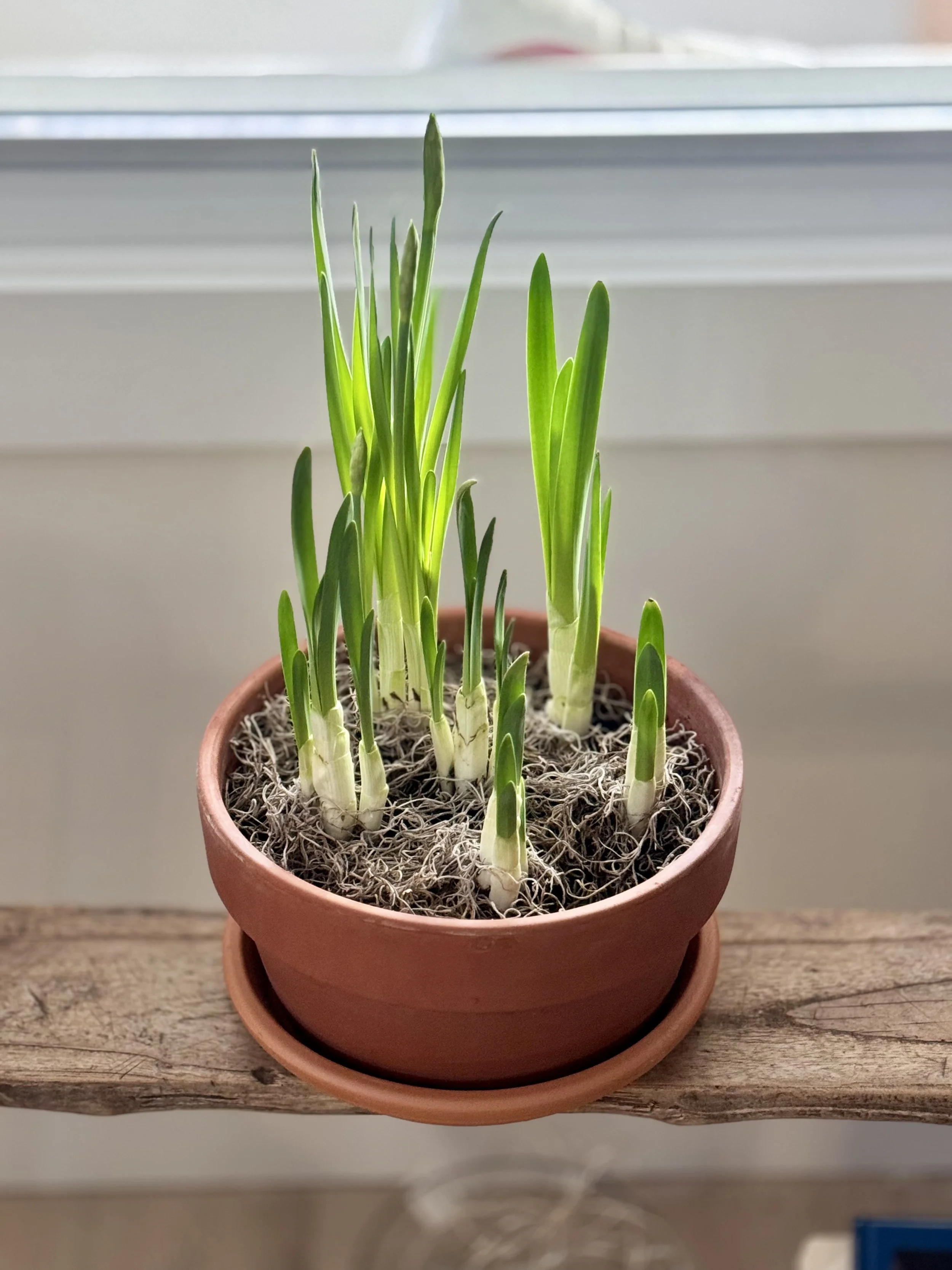 Paper whites in clay planter.jpg