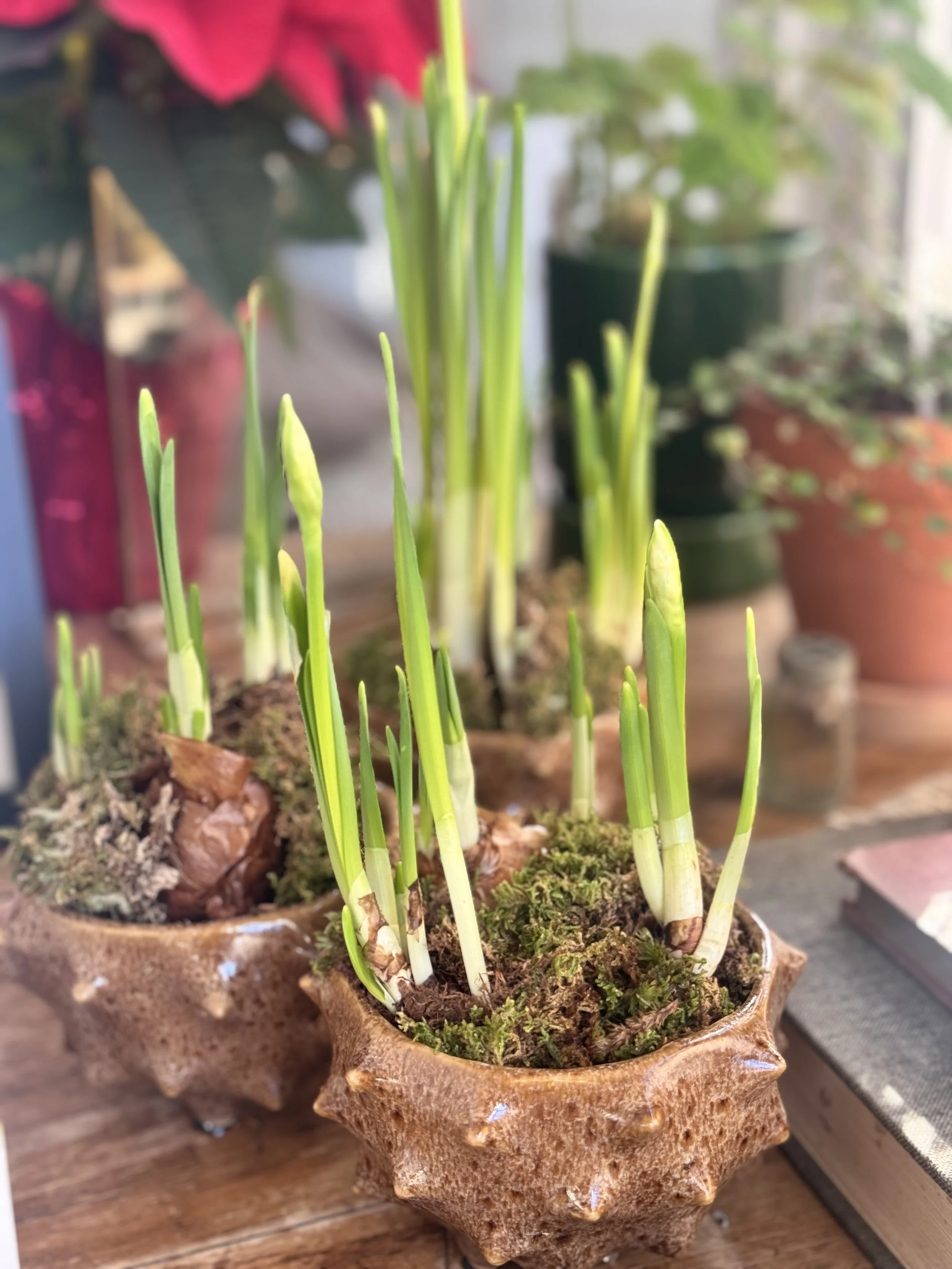 Holiday Paperwhites in Glazed Ceramic Vase
