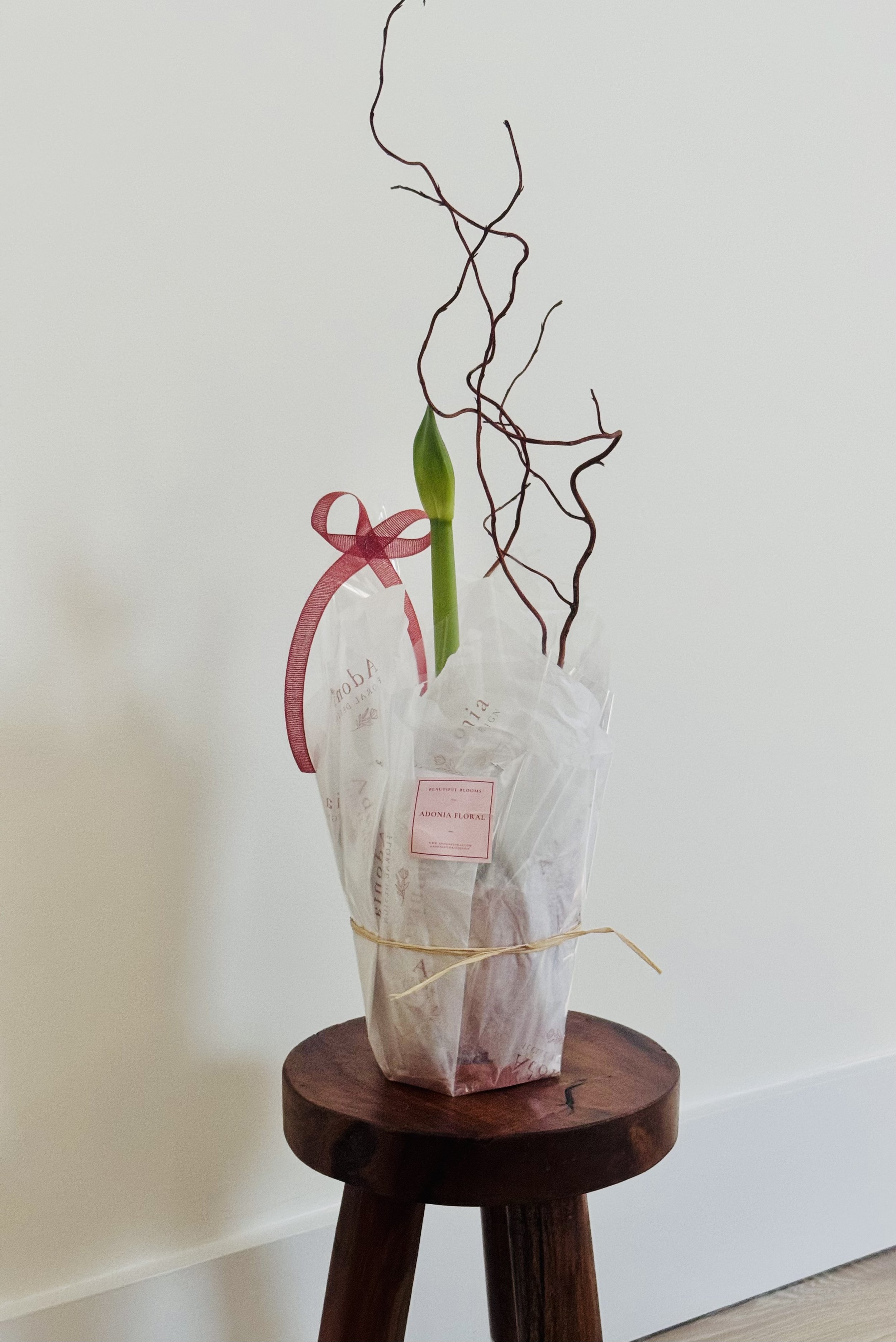 Amaryllis in terra cotta planter .jpg