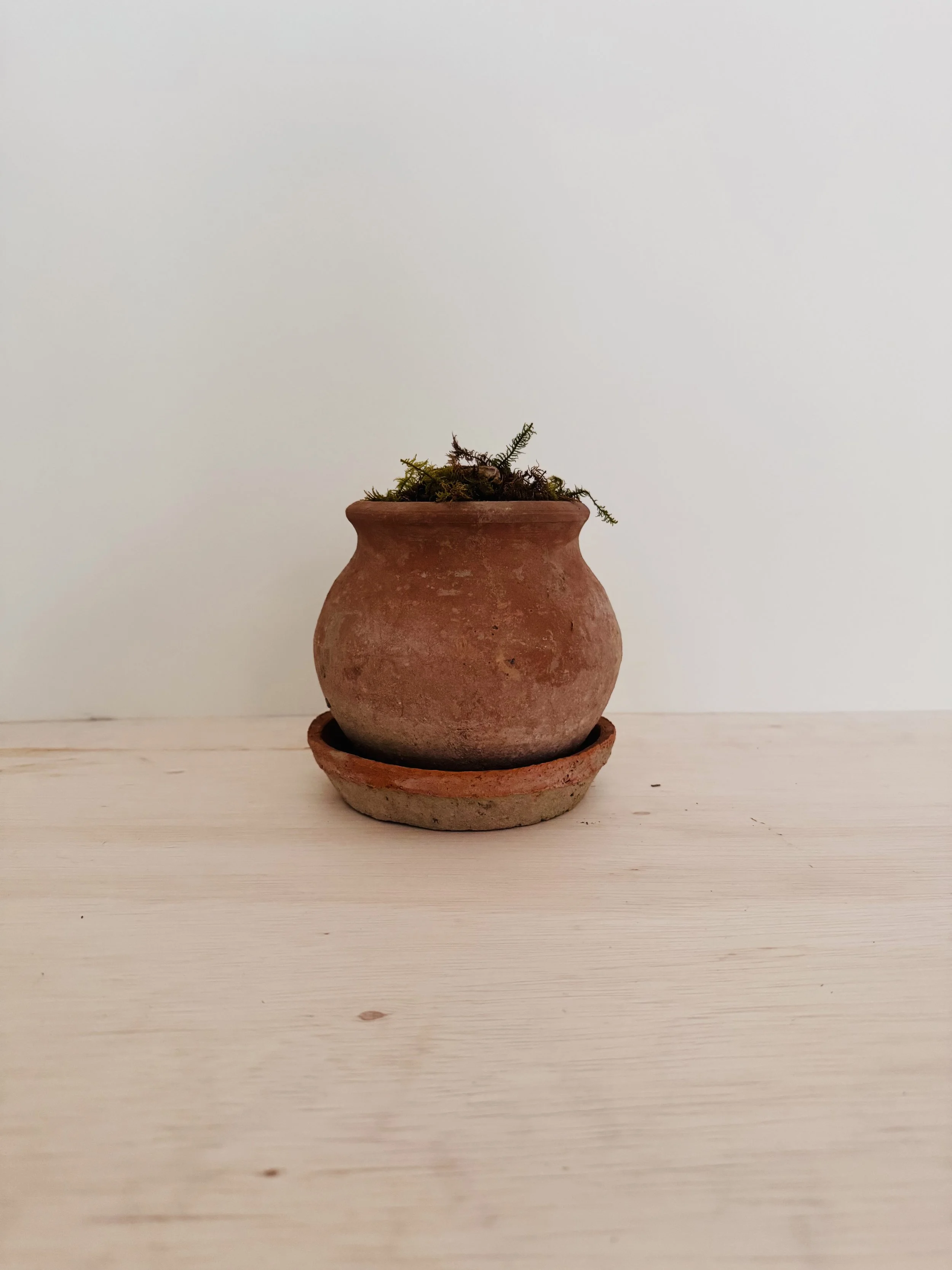 Potted Amaryllis Bulbin short terracotta pot.jpg