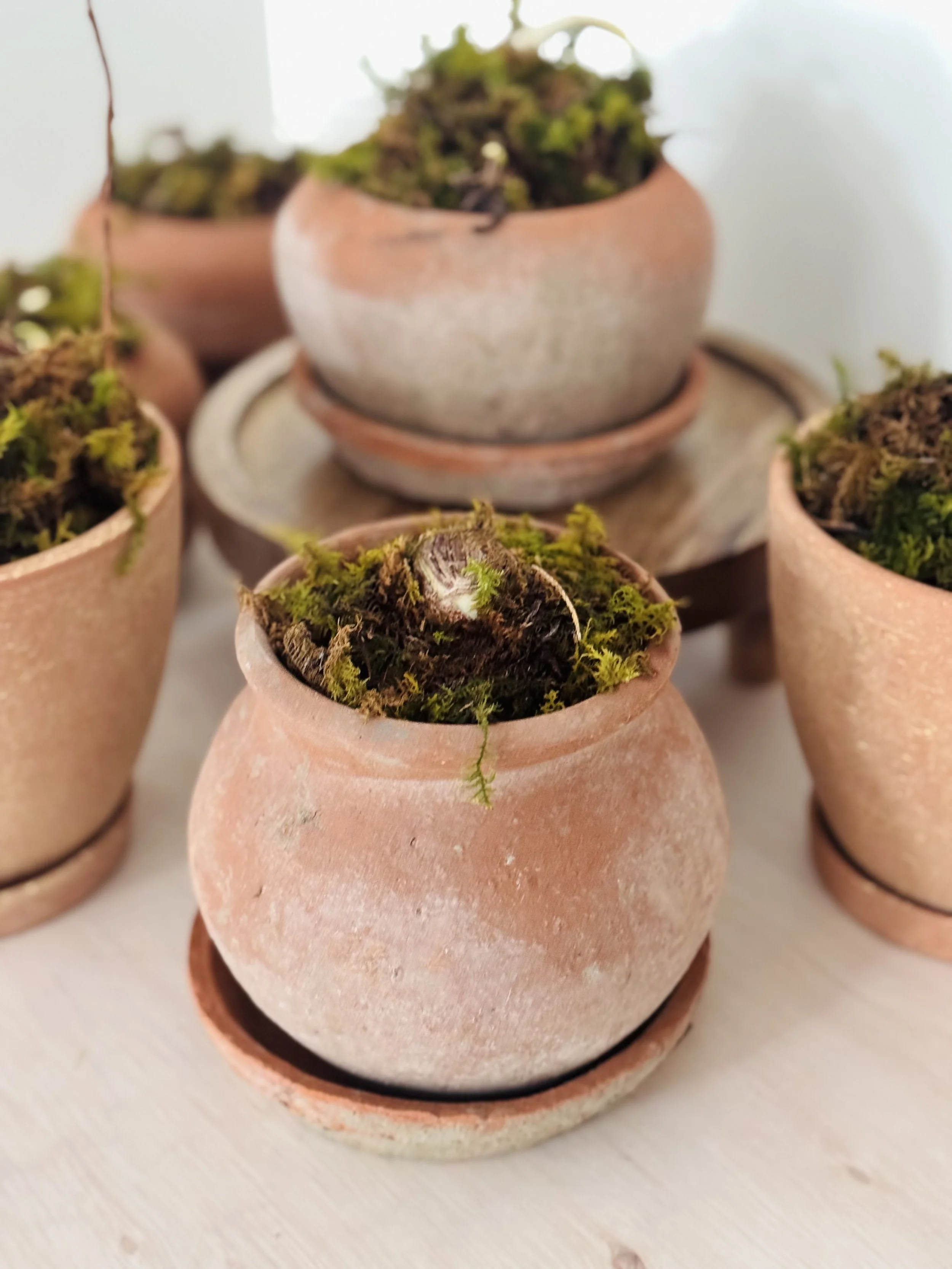 Paperwhite Flowers Planted Pots .jpg (Copy)