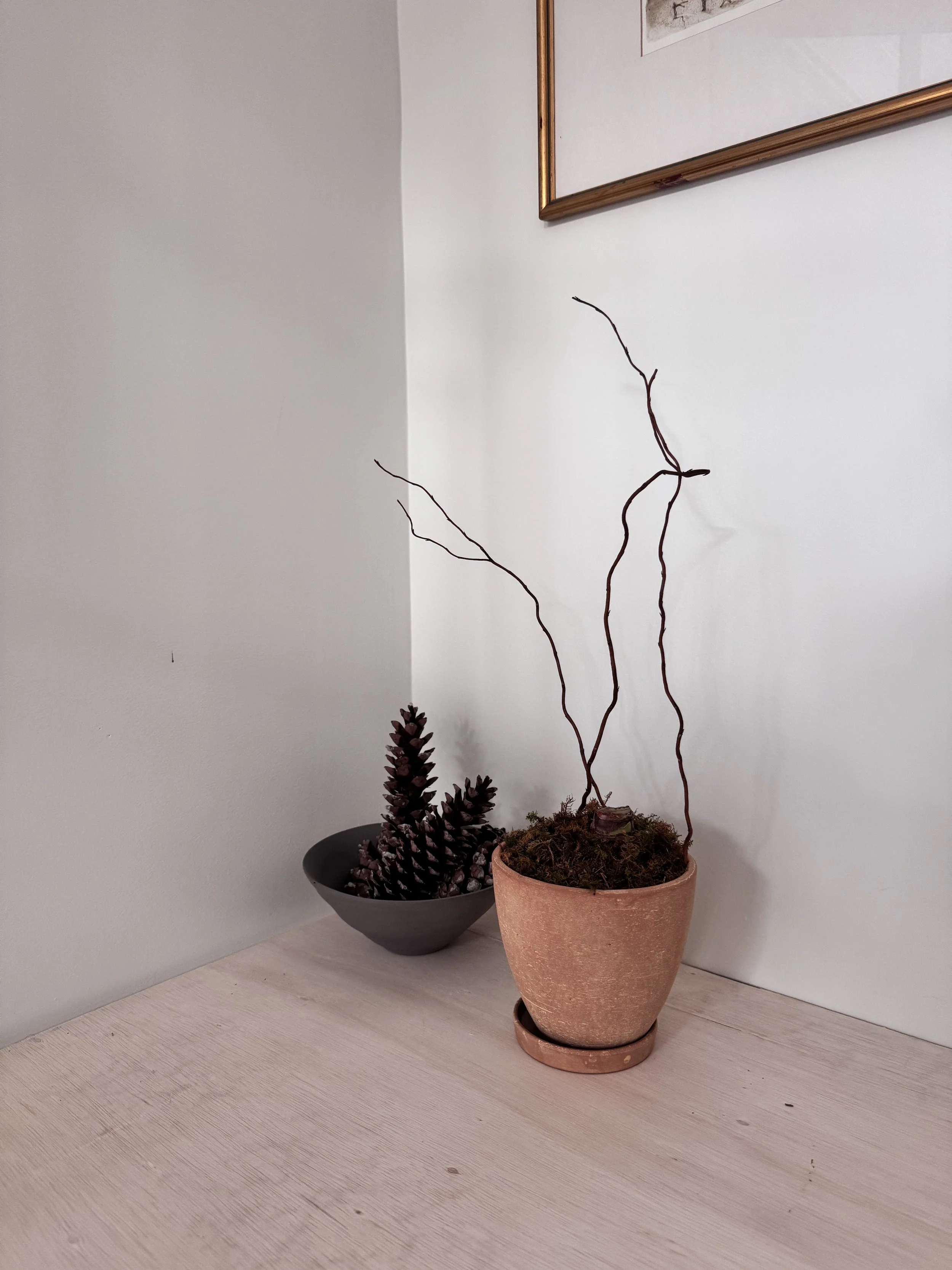 Potted Amaryllis in Tall terracotta planter with curly willow.jpg