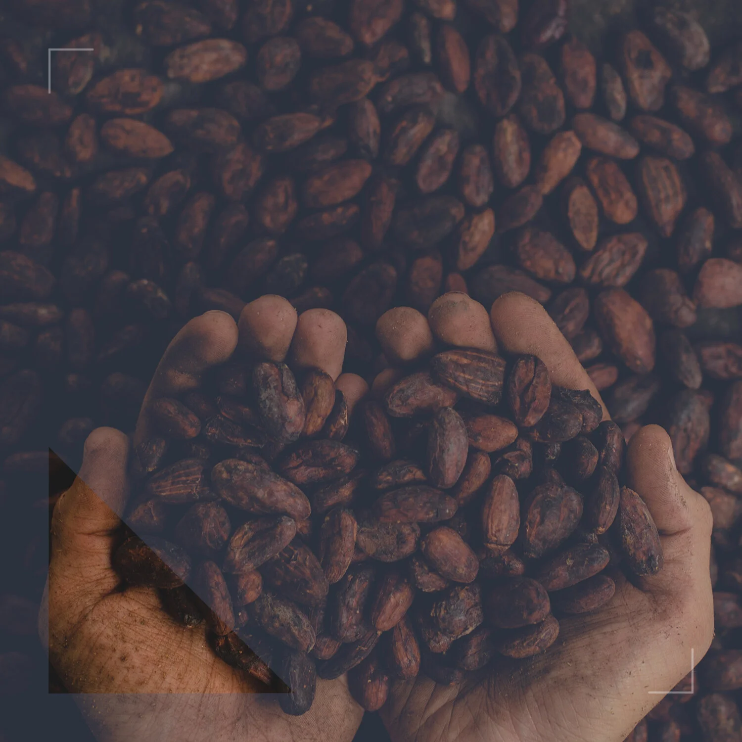 soluciones y maquinaria de cacao