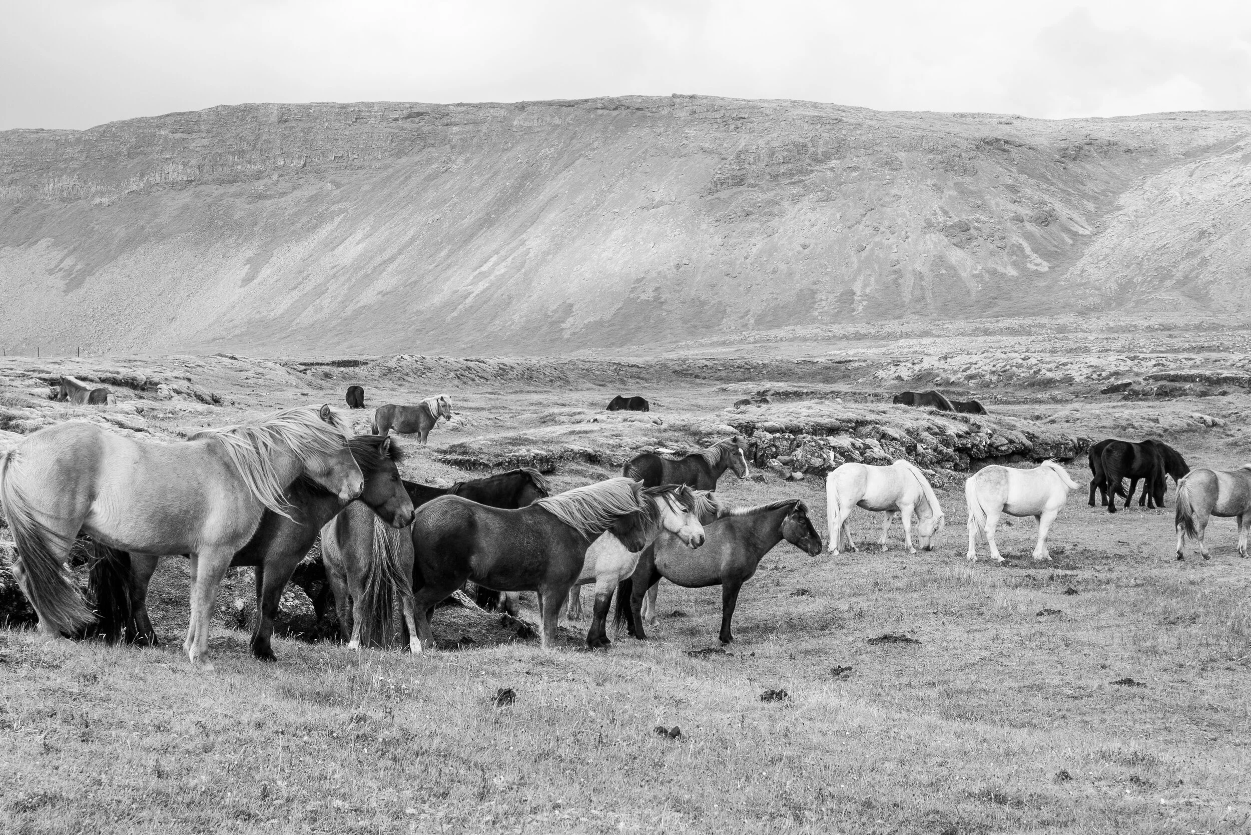 Icelandic ponies