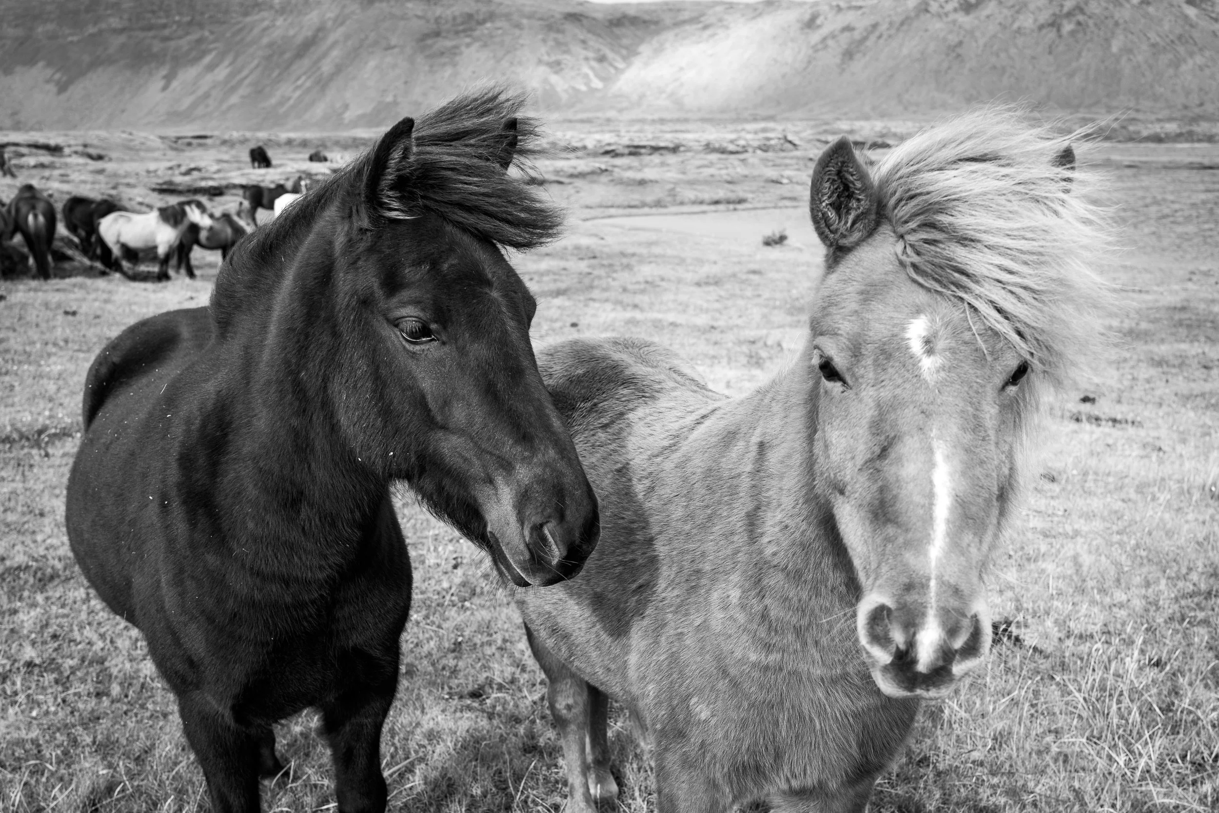 Icelandic ponies