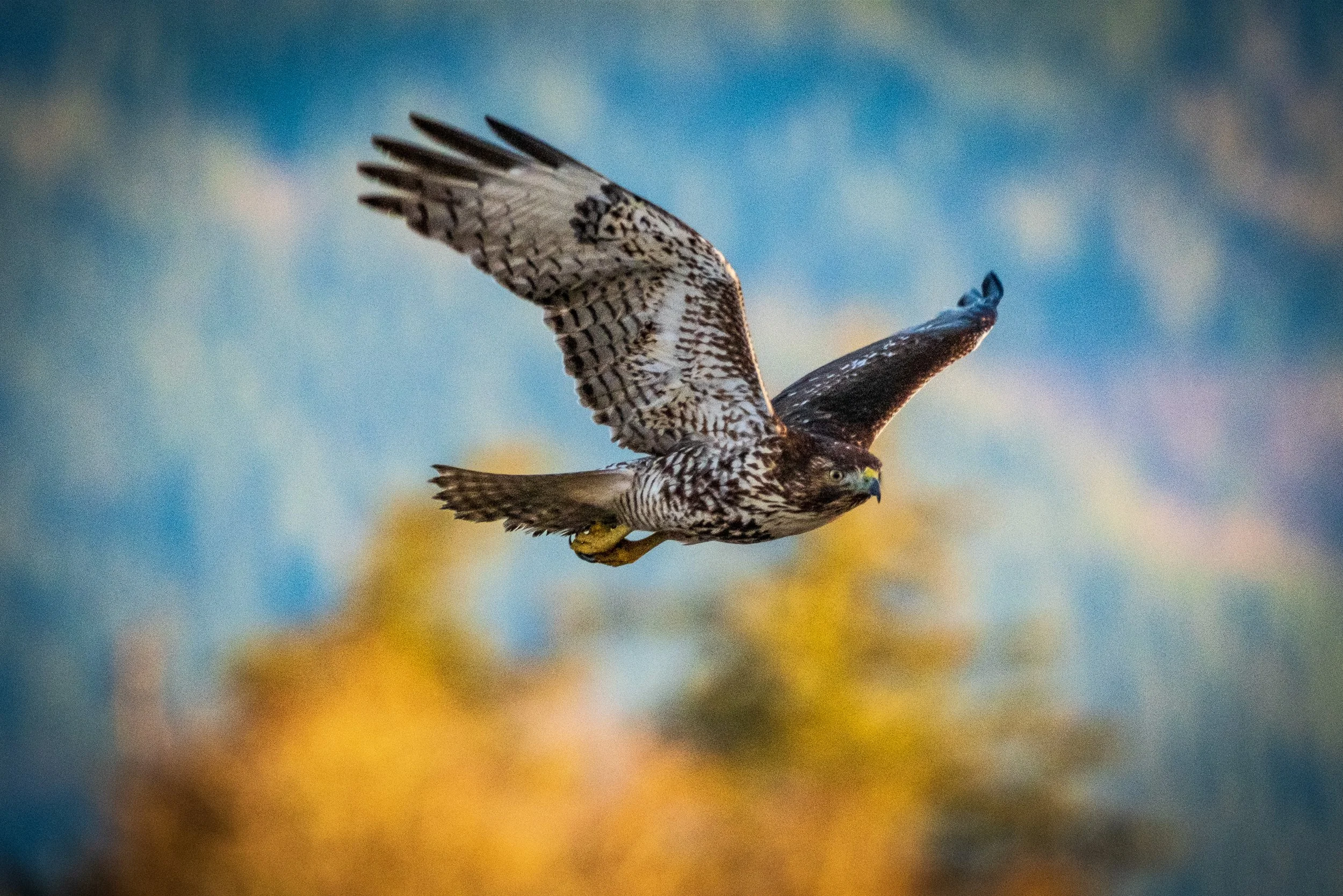 Red-tailed hawk