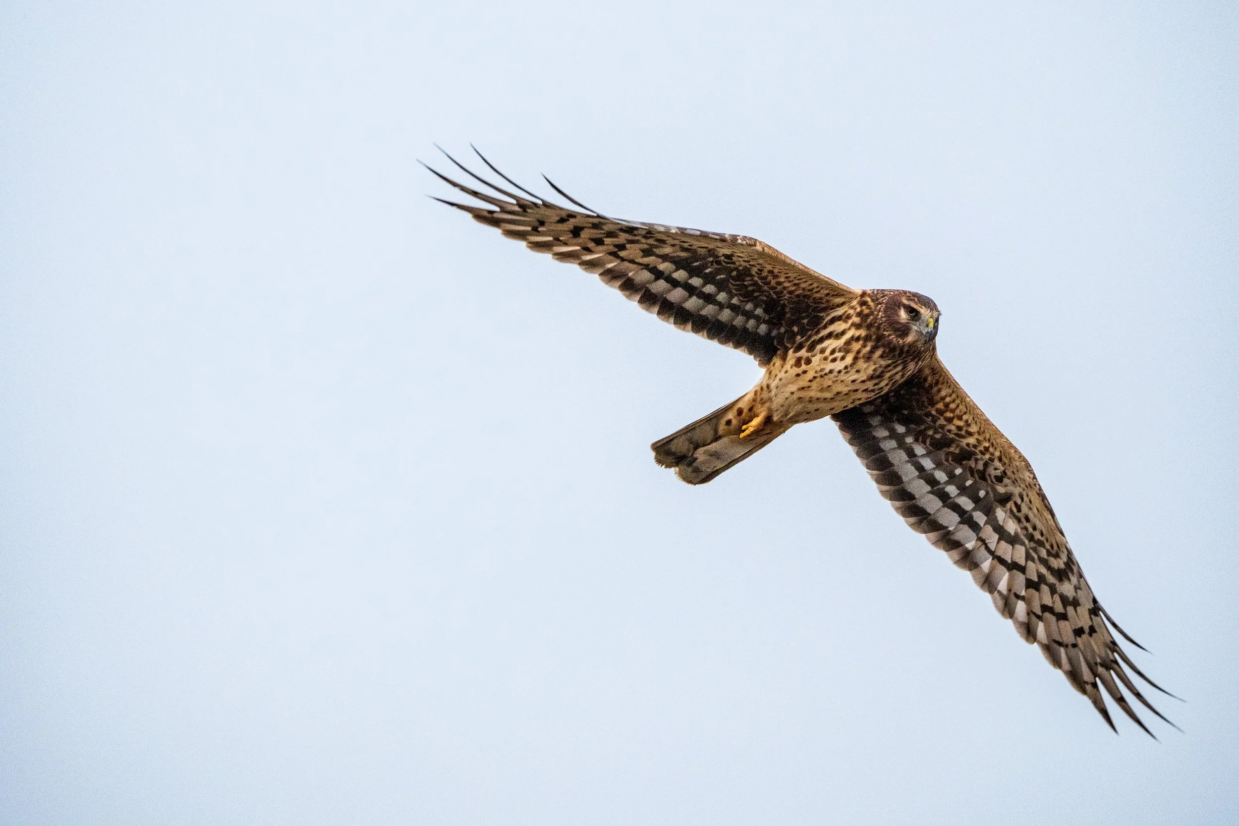 Northern Harrier
