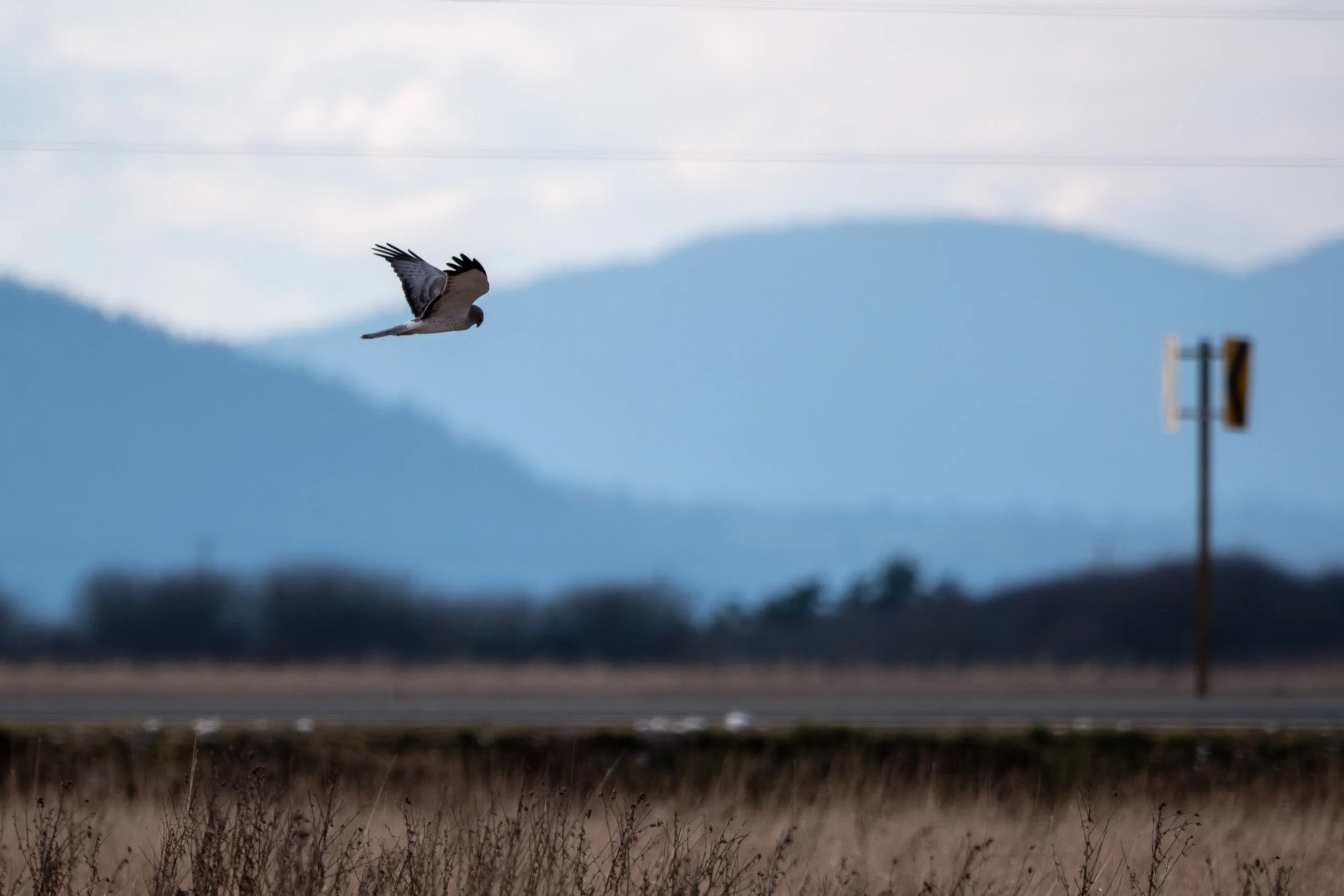 Northern Harrier, Skagit Valley
